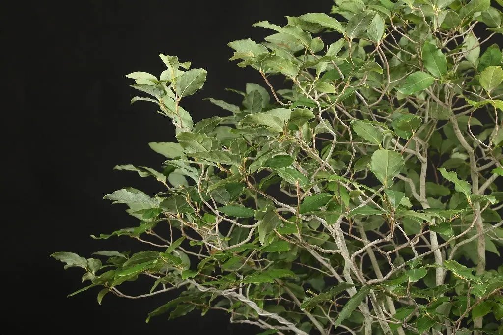 Lindera glauca Canada Bonsai