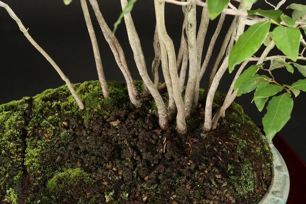 Lindera glauca Canada Bonsai