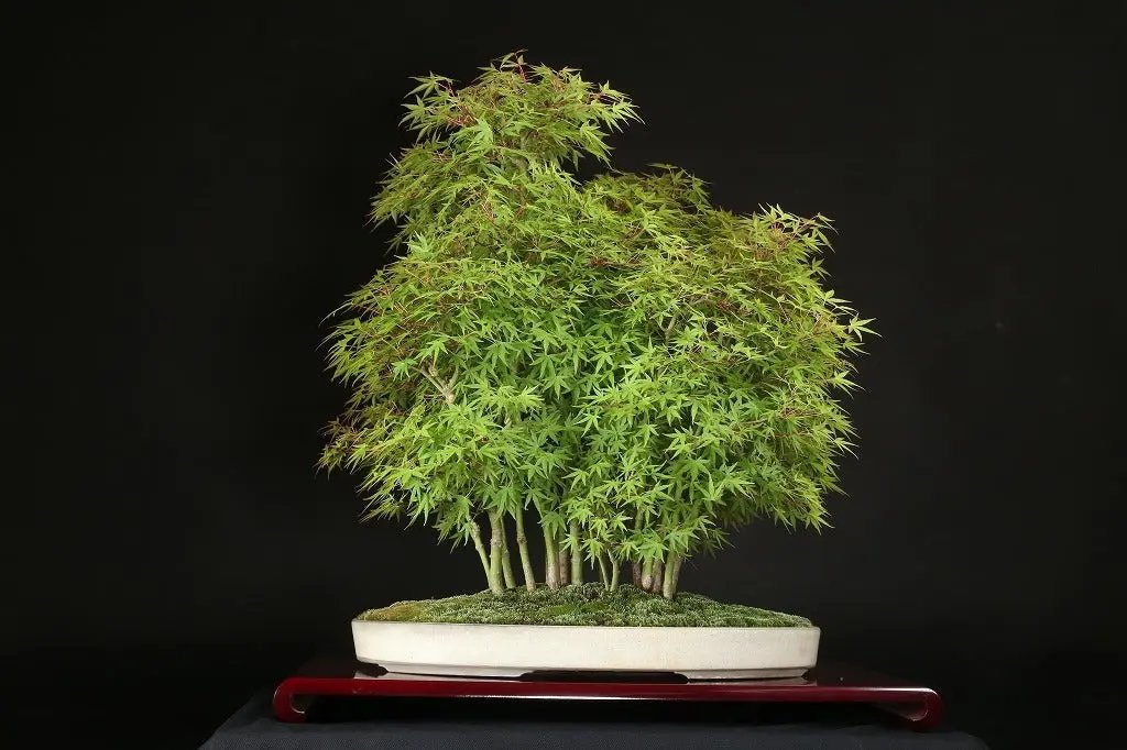 Acer palmatum 'Yukihime' Canada Bonsai
