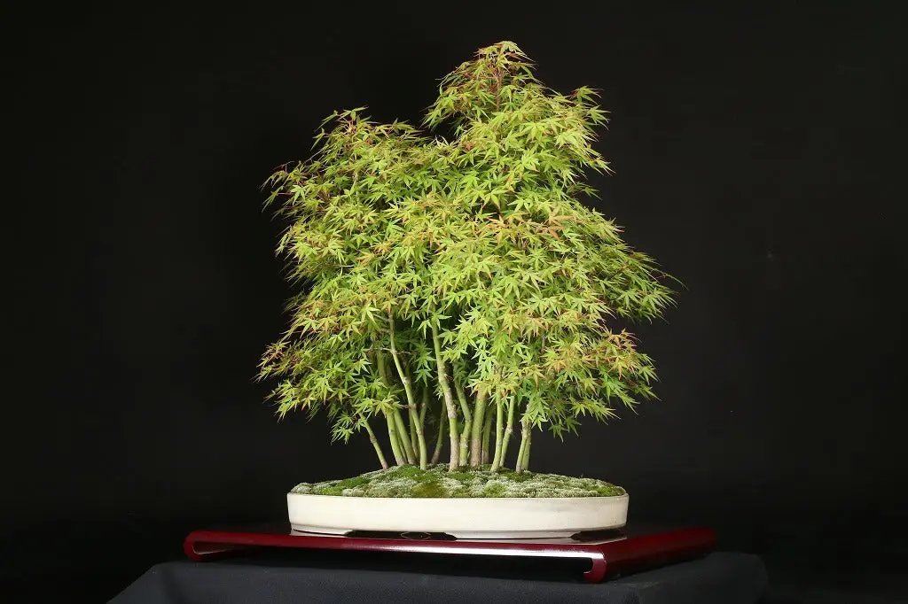 Acer palmatum 'Yukihime' Canada Bonsai
