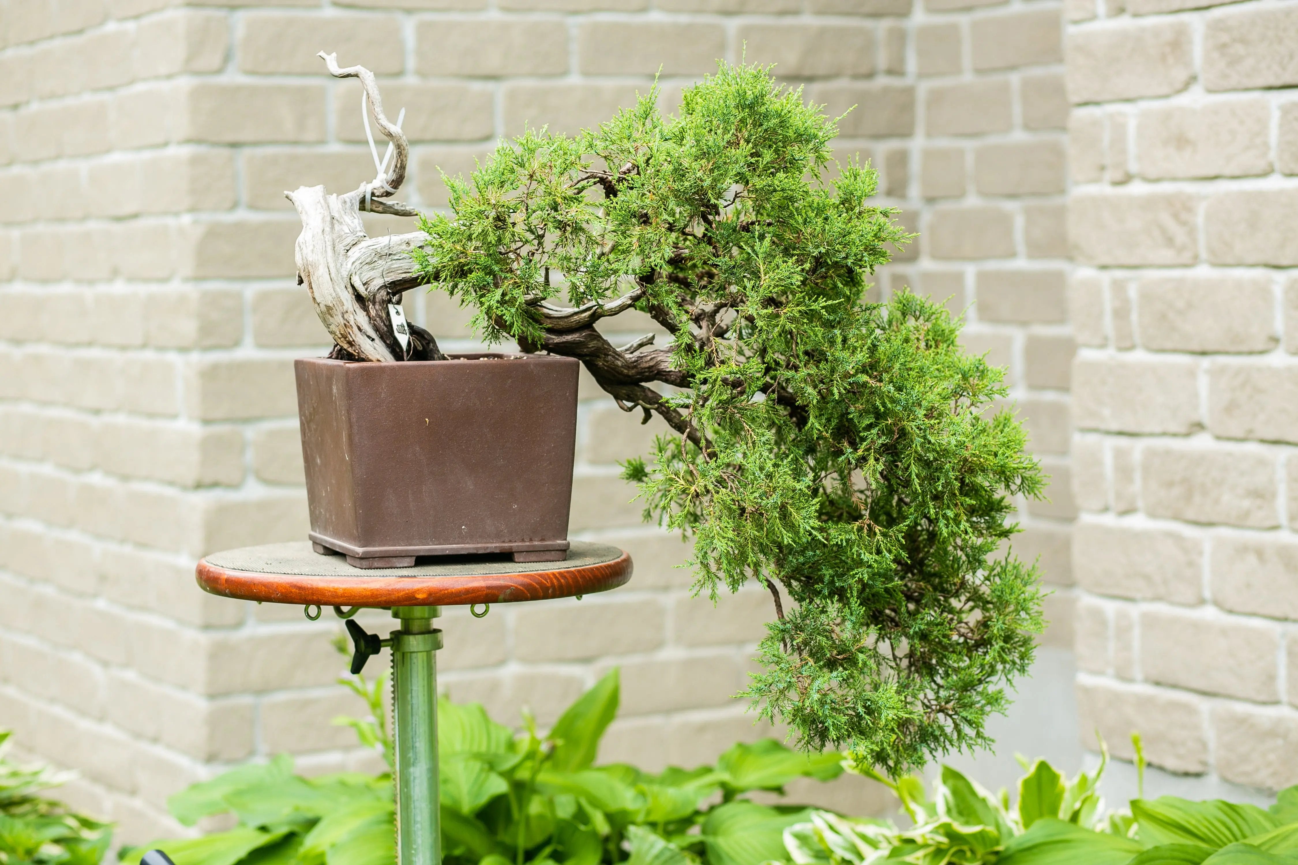 Juniperus scopulorum Canada Bonsai