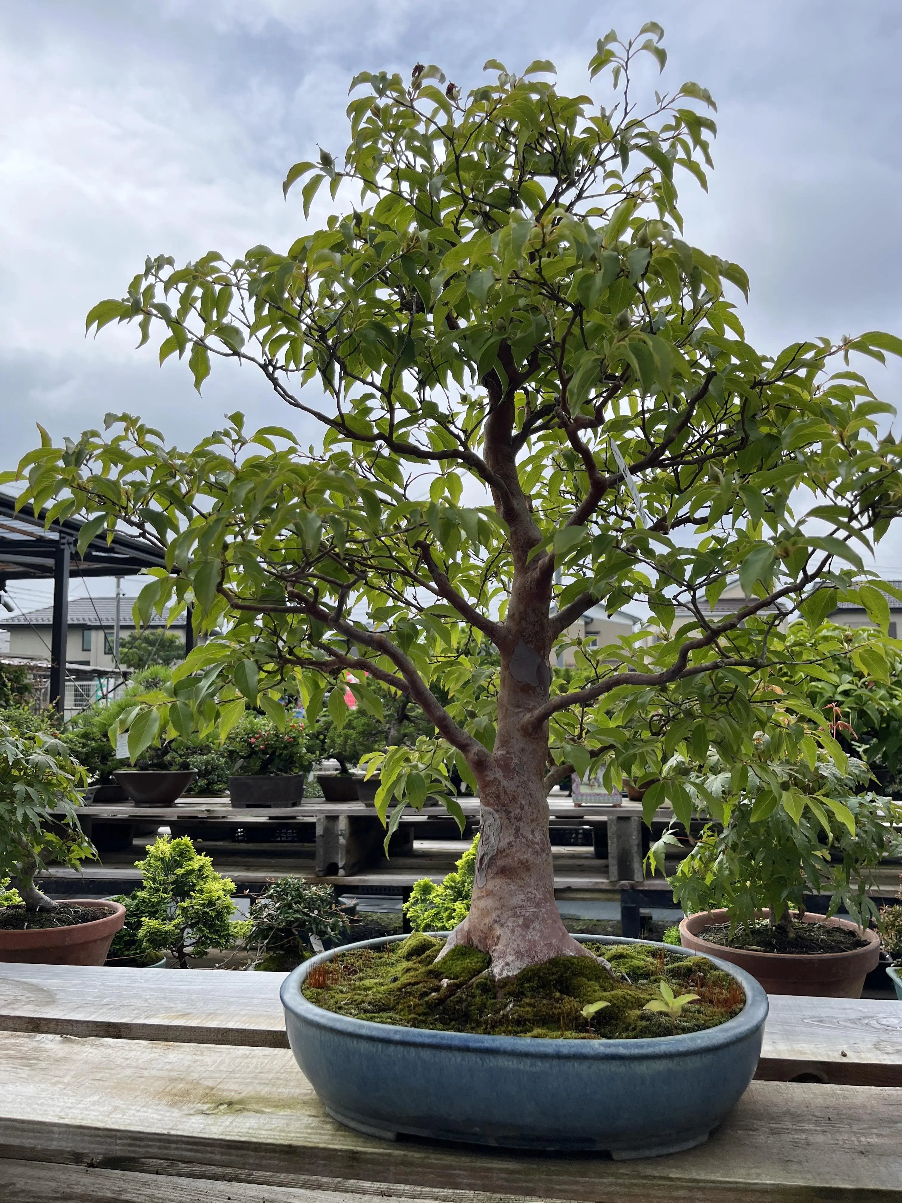 Stewartia monadelpha Canada Bonsai