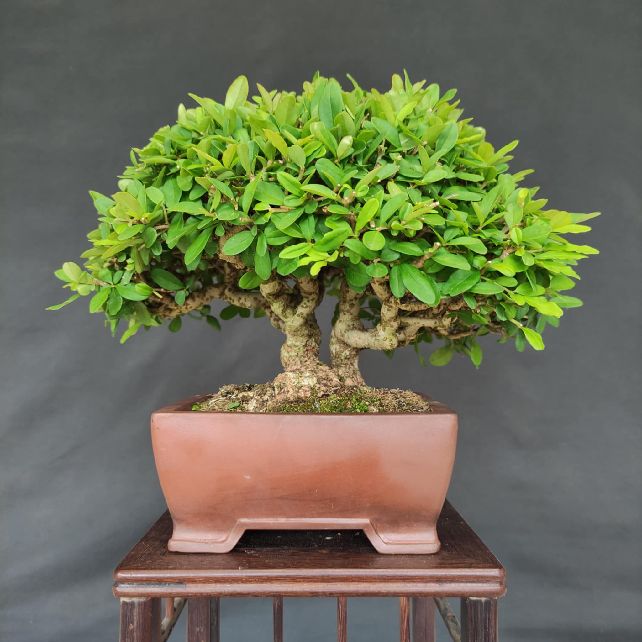 Ligustrum obtusifolium