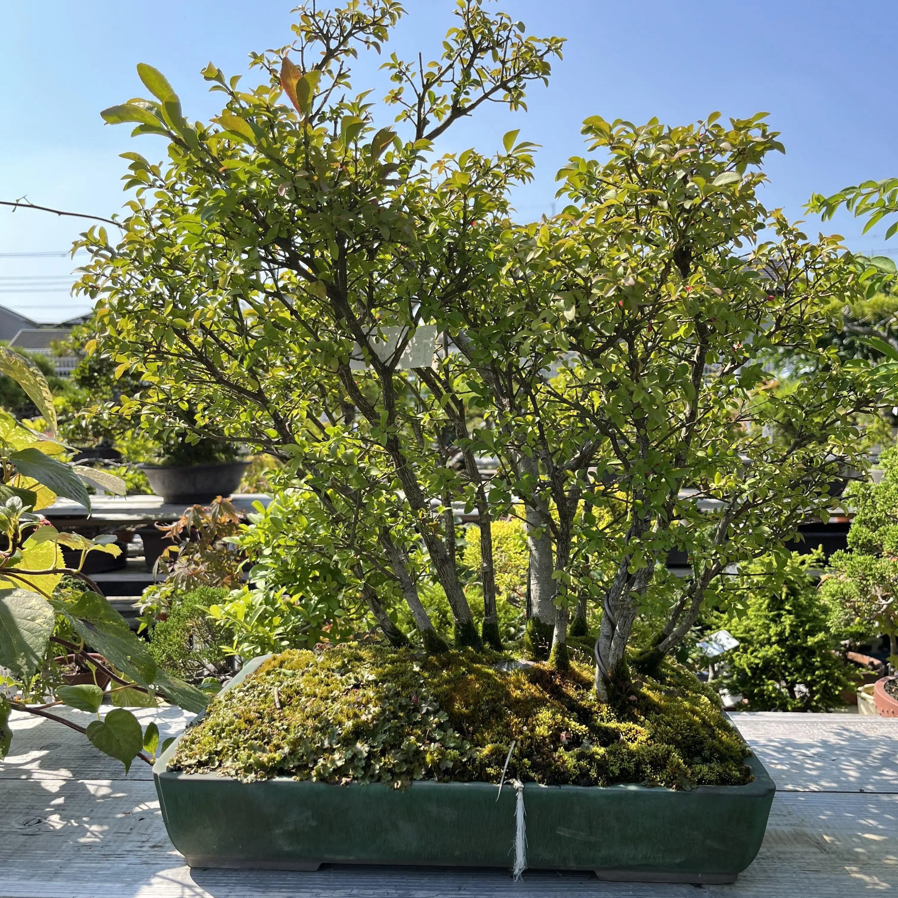 Euonymus Canada Bonsai