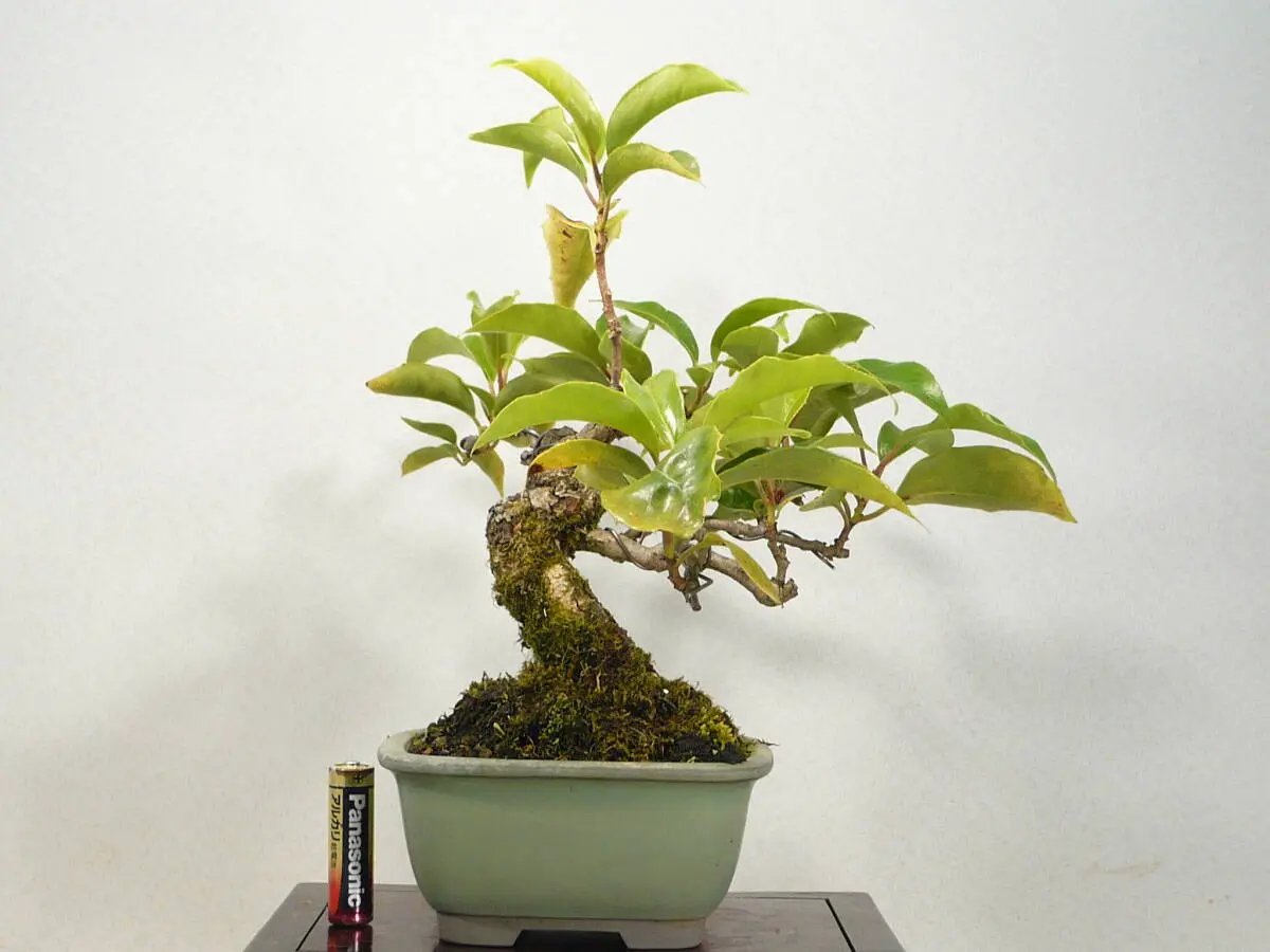Kadsura japonica Canada Bonsai