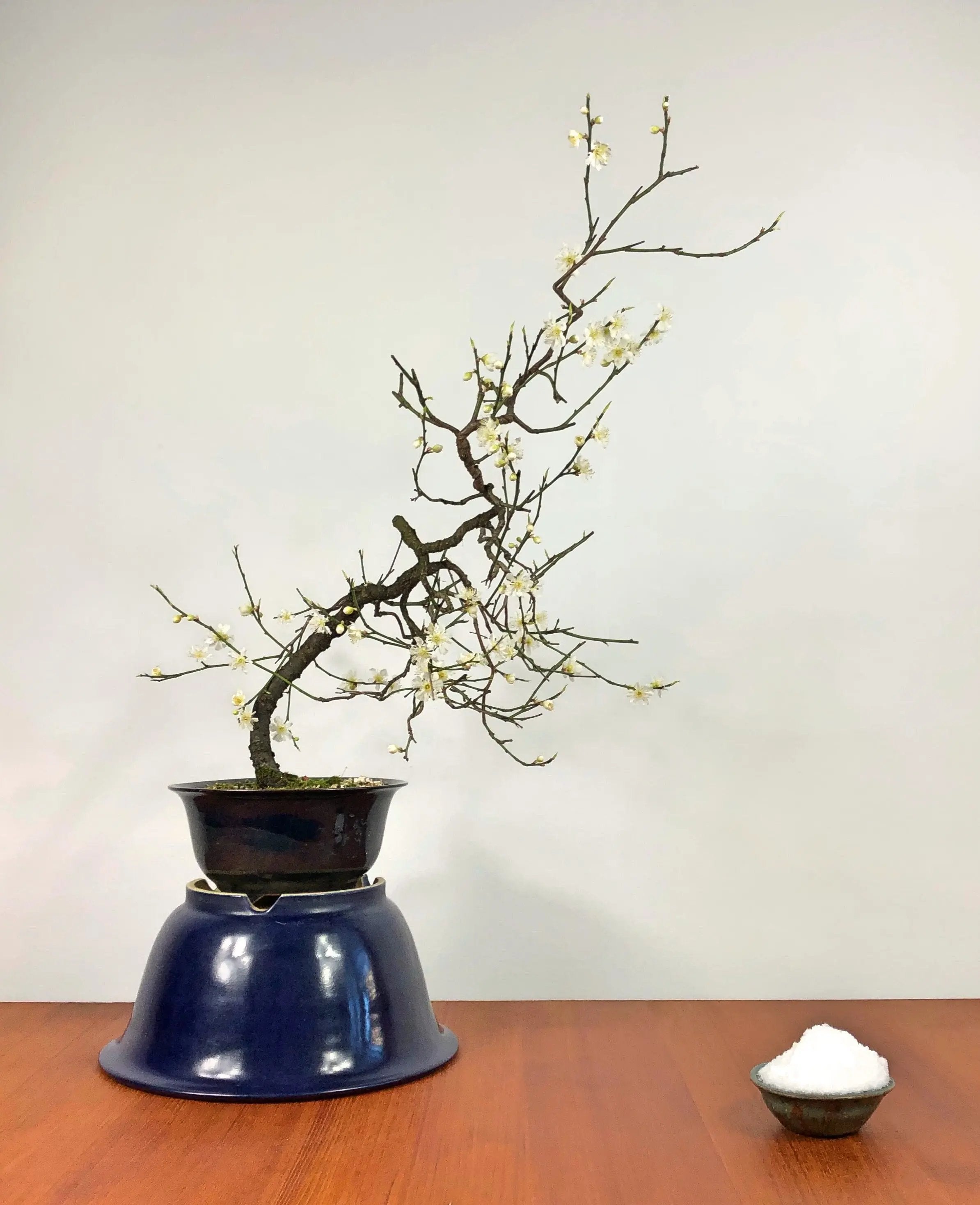 Prunus mume #4 'Yabai' Canada Bonsai