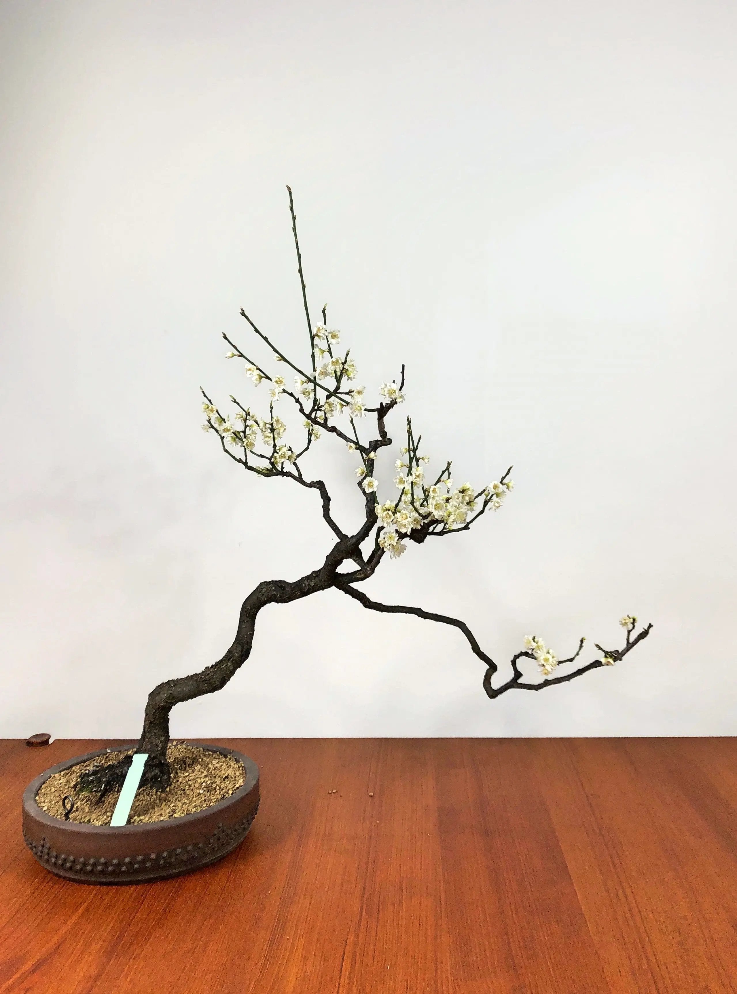Prunus mume #3 'Yabai' Canada Bonsai