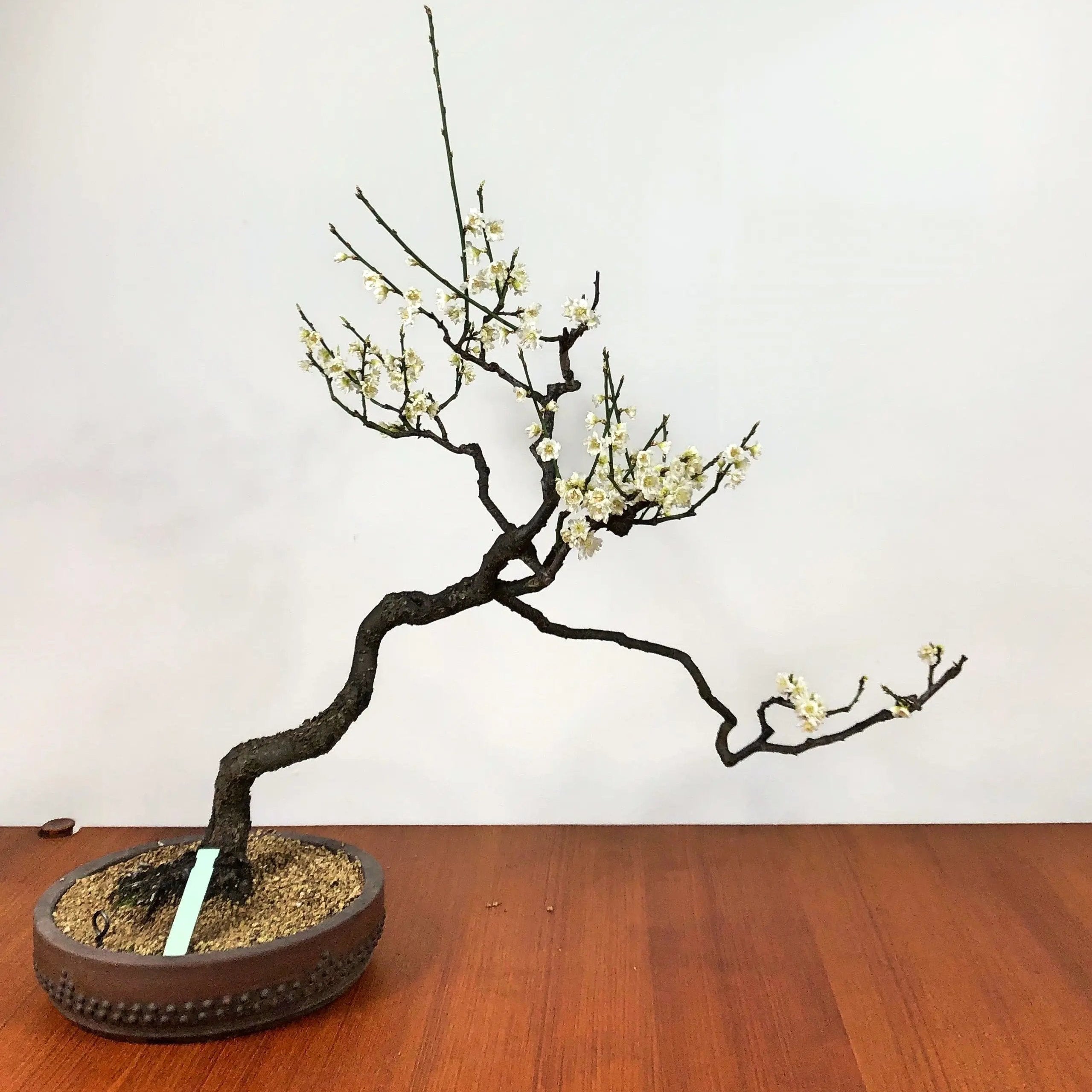 Prunus mume #3 'Yabai' Canada Bonsai