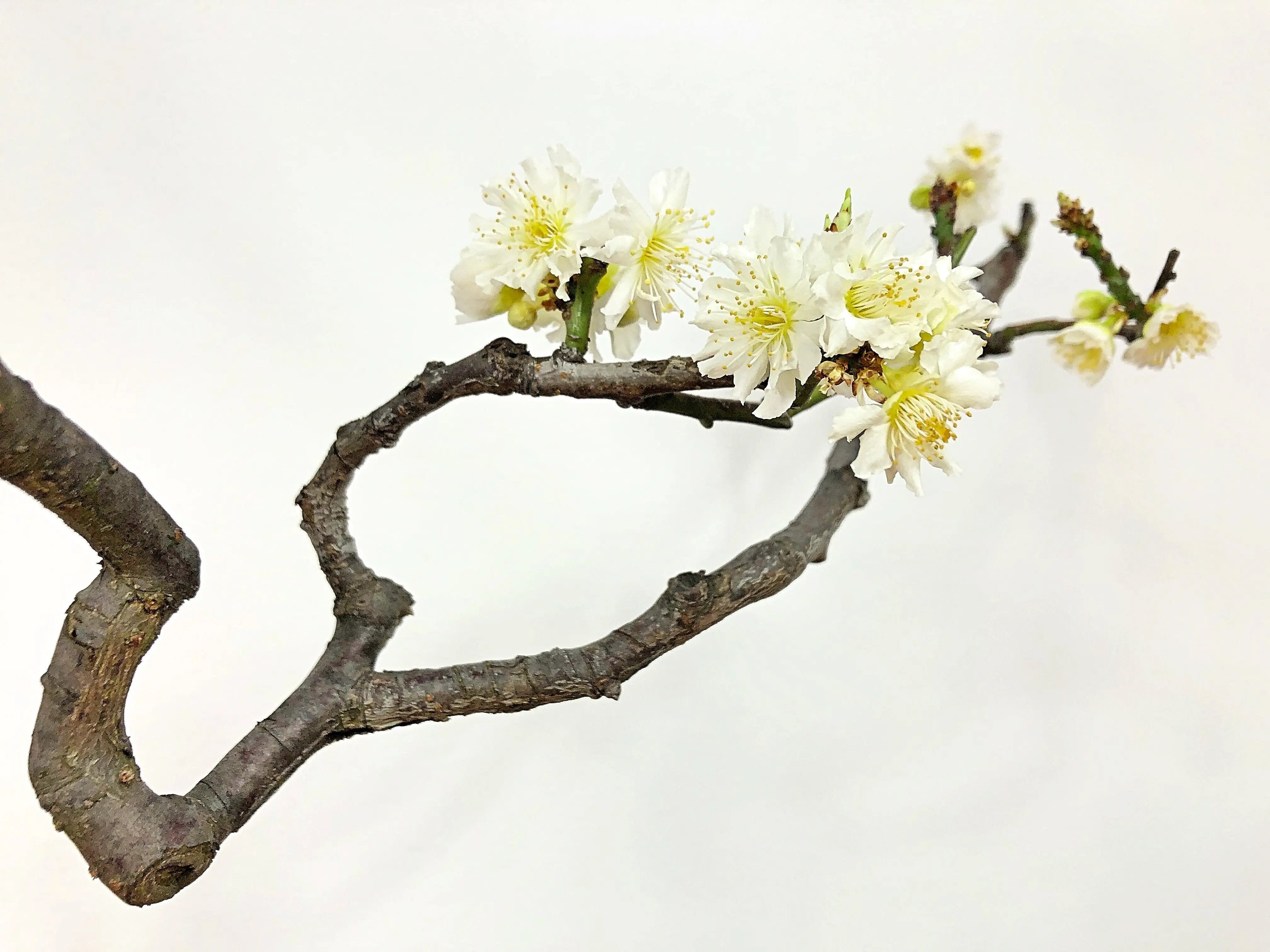 Prunus mume #3 'Yabai' Canada Bonsai