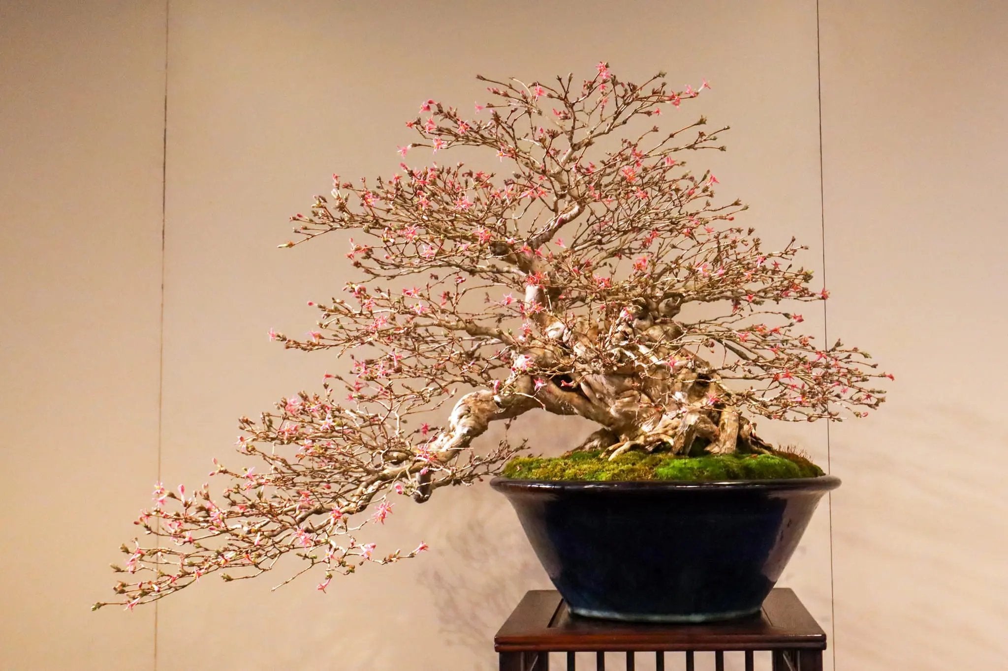 Lonicera gracilipes Canada Bonsai