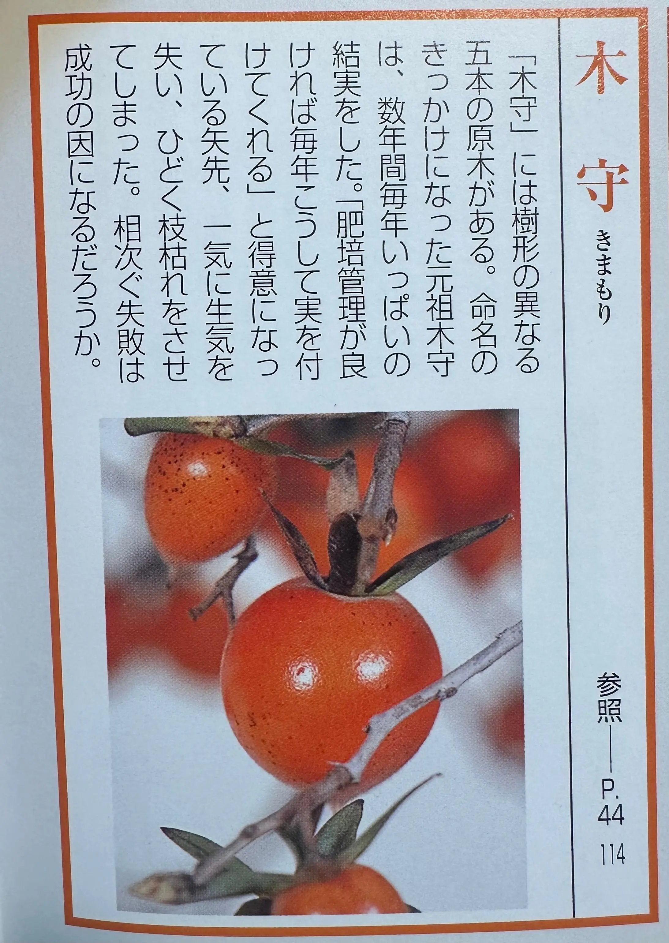 Diospyros rhombifolia #29 'Kimamori' Canada Bonsai