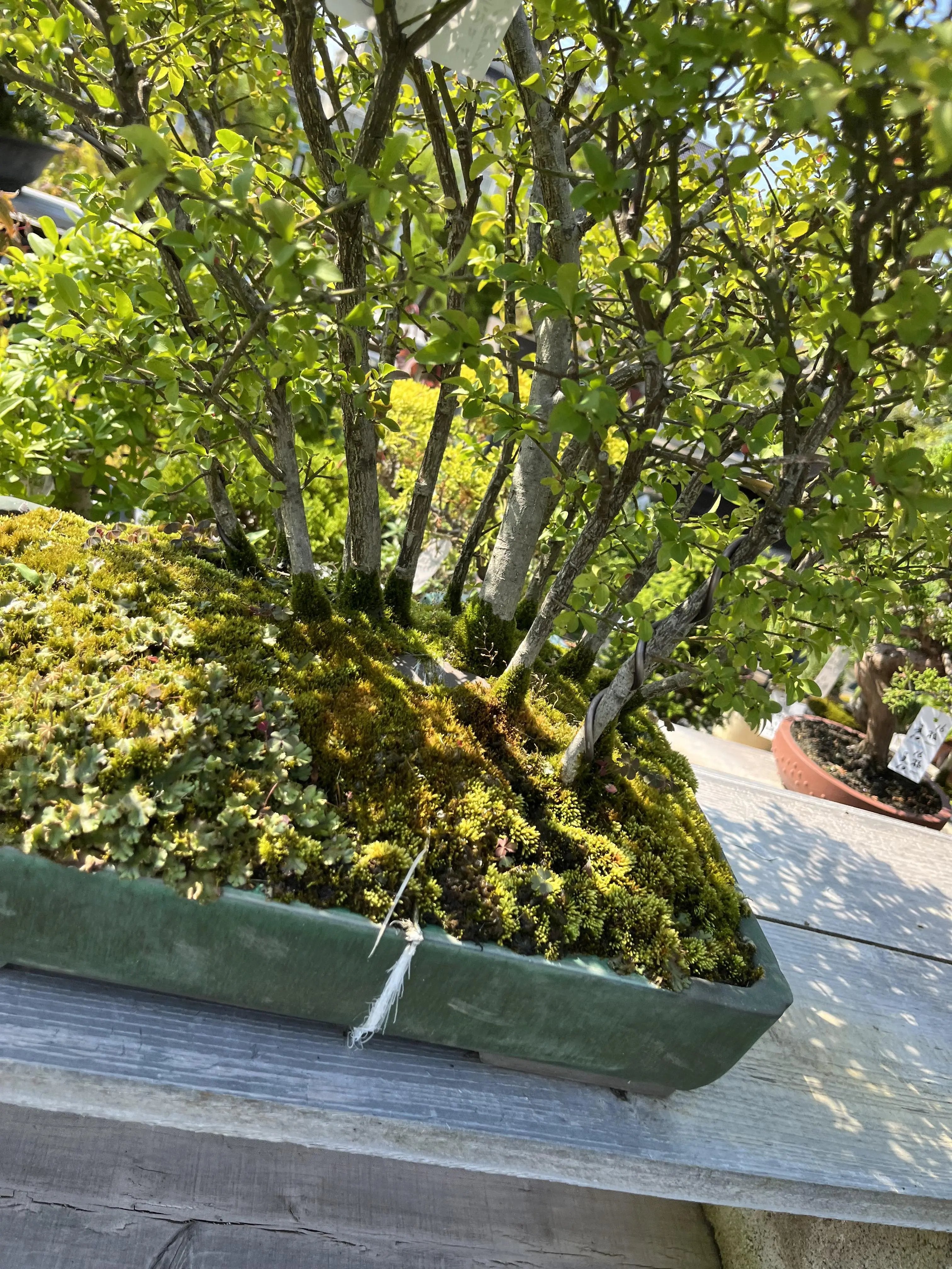 Euonymus Canada Bonsai