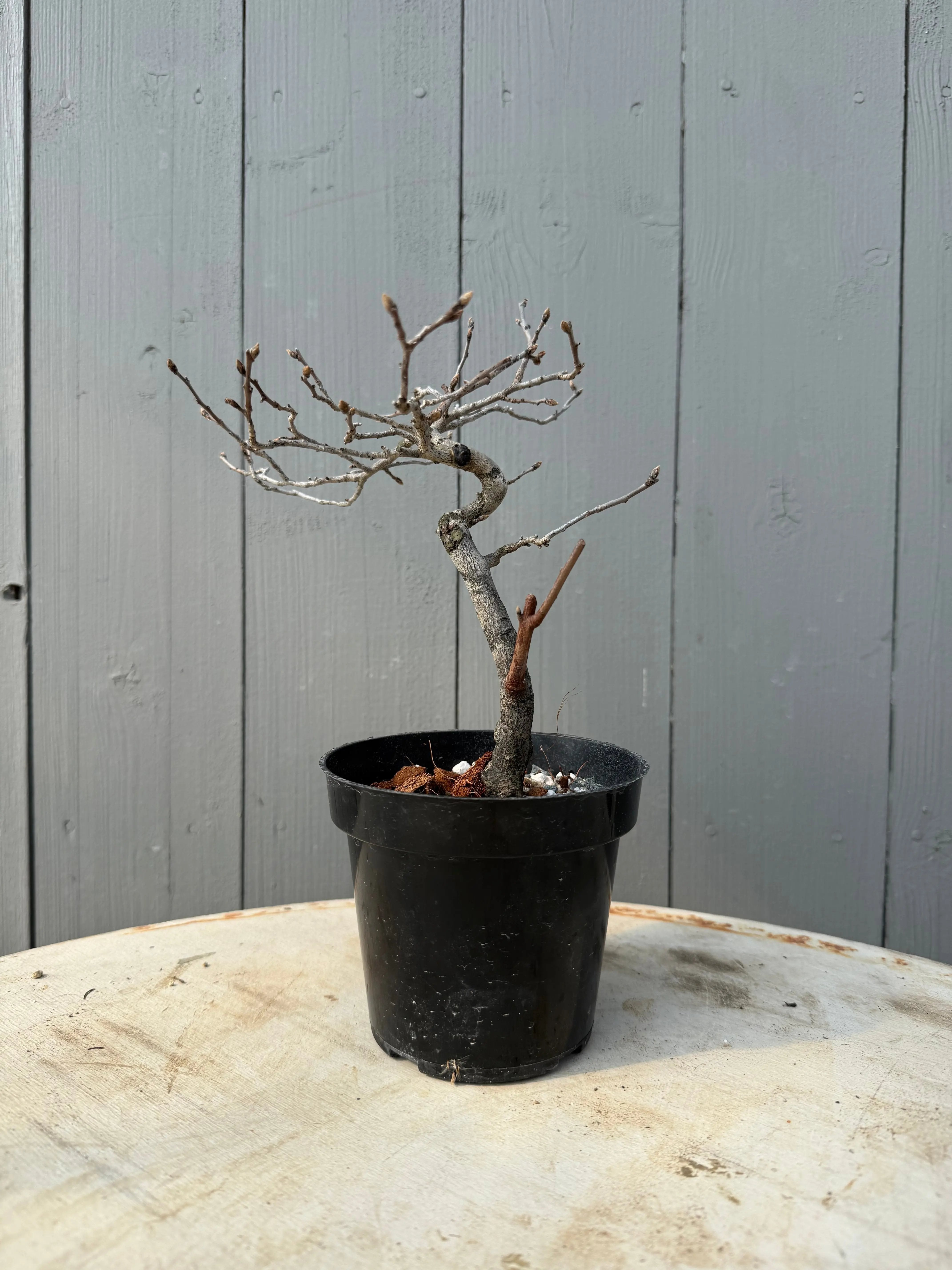 Diospyros rhombifolia Canada Bonsai