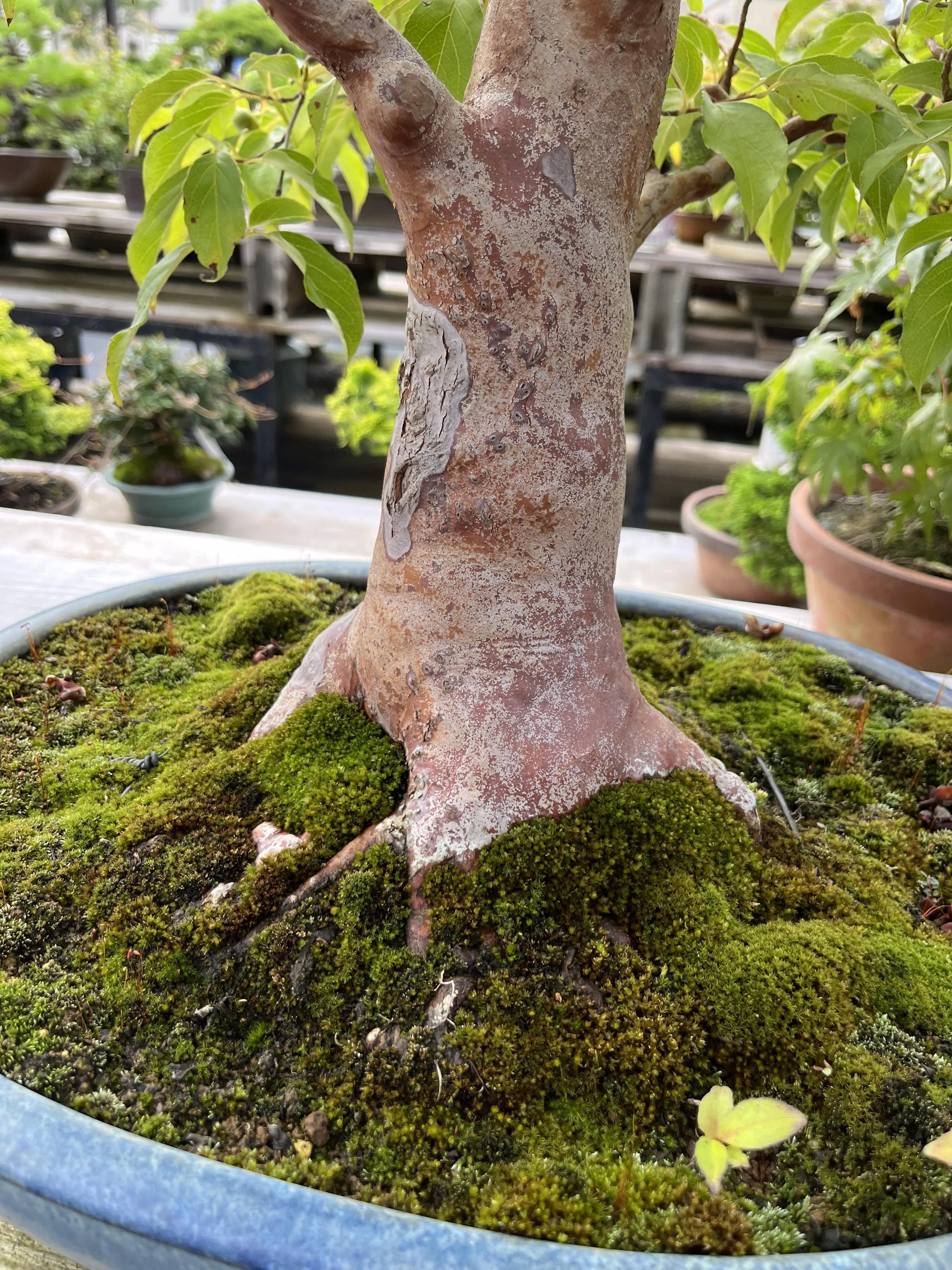 Stewartia monadelpha Canada Bonsai