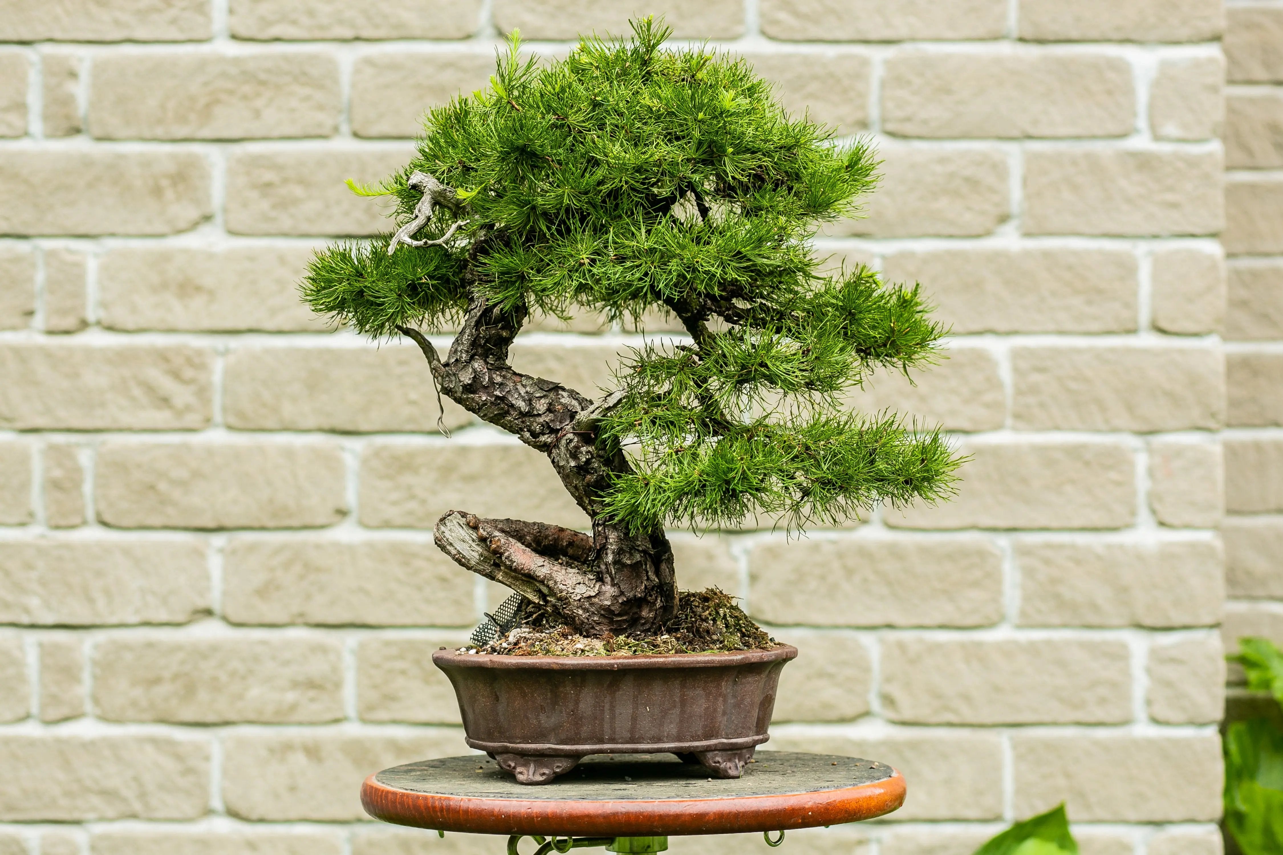 Larix laricina Canada Bonsai