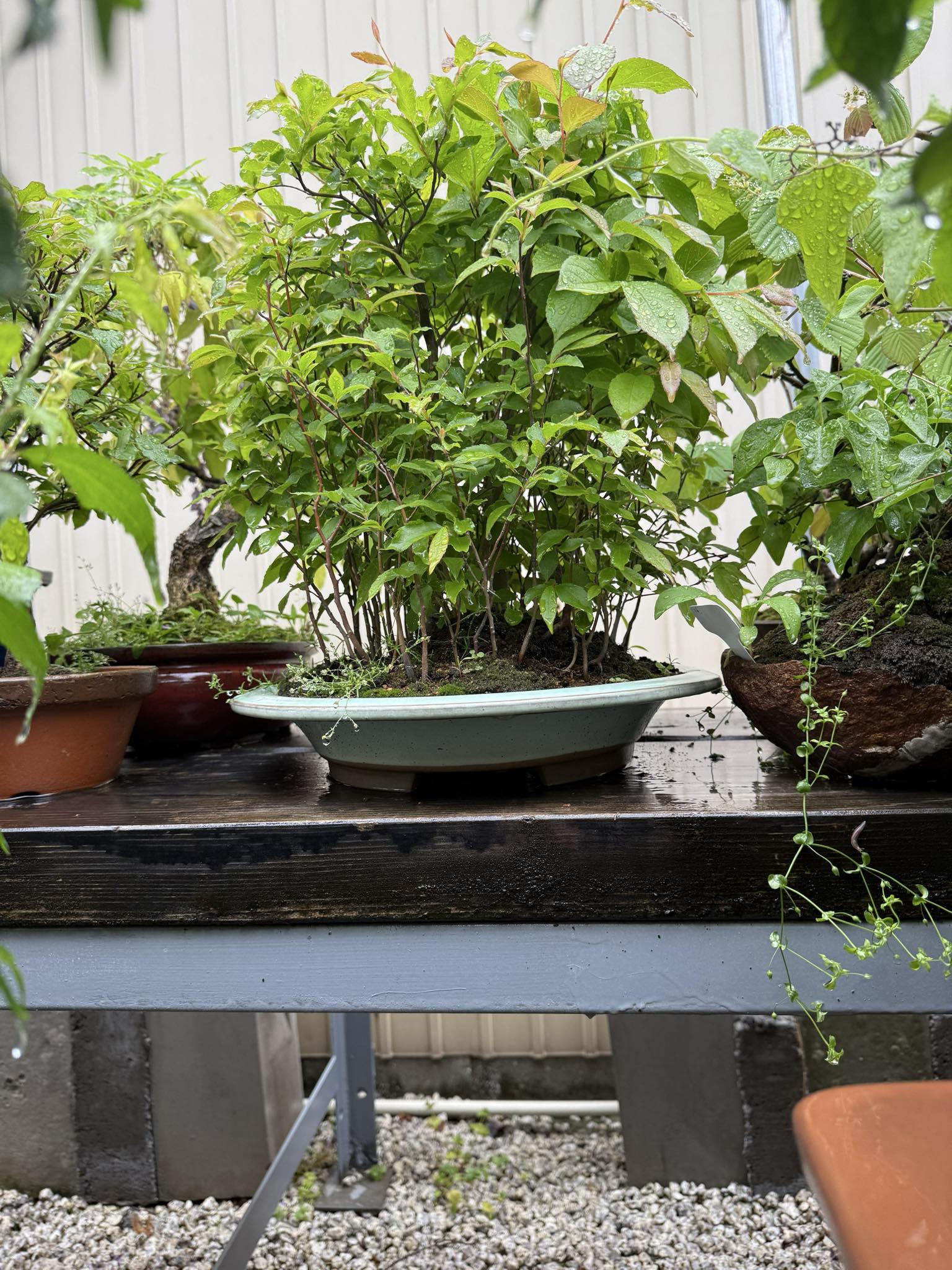 Stewartia monadelpha