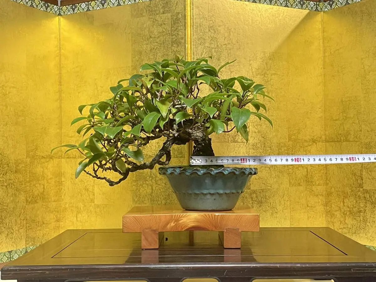 Kadsura japonica Canada Bonsai