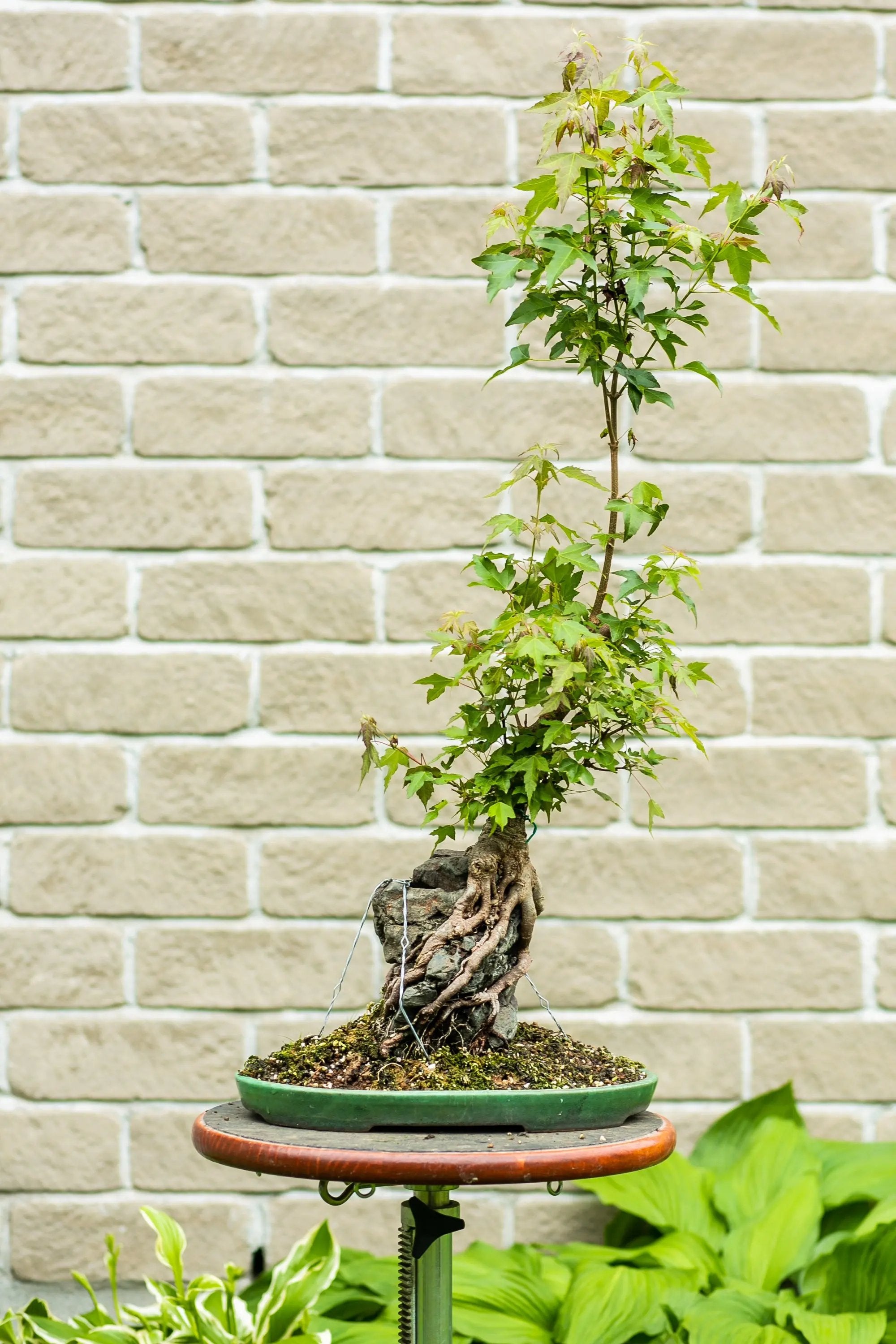 Acer buergerianum Canada Bonsai