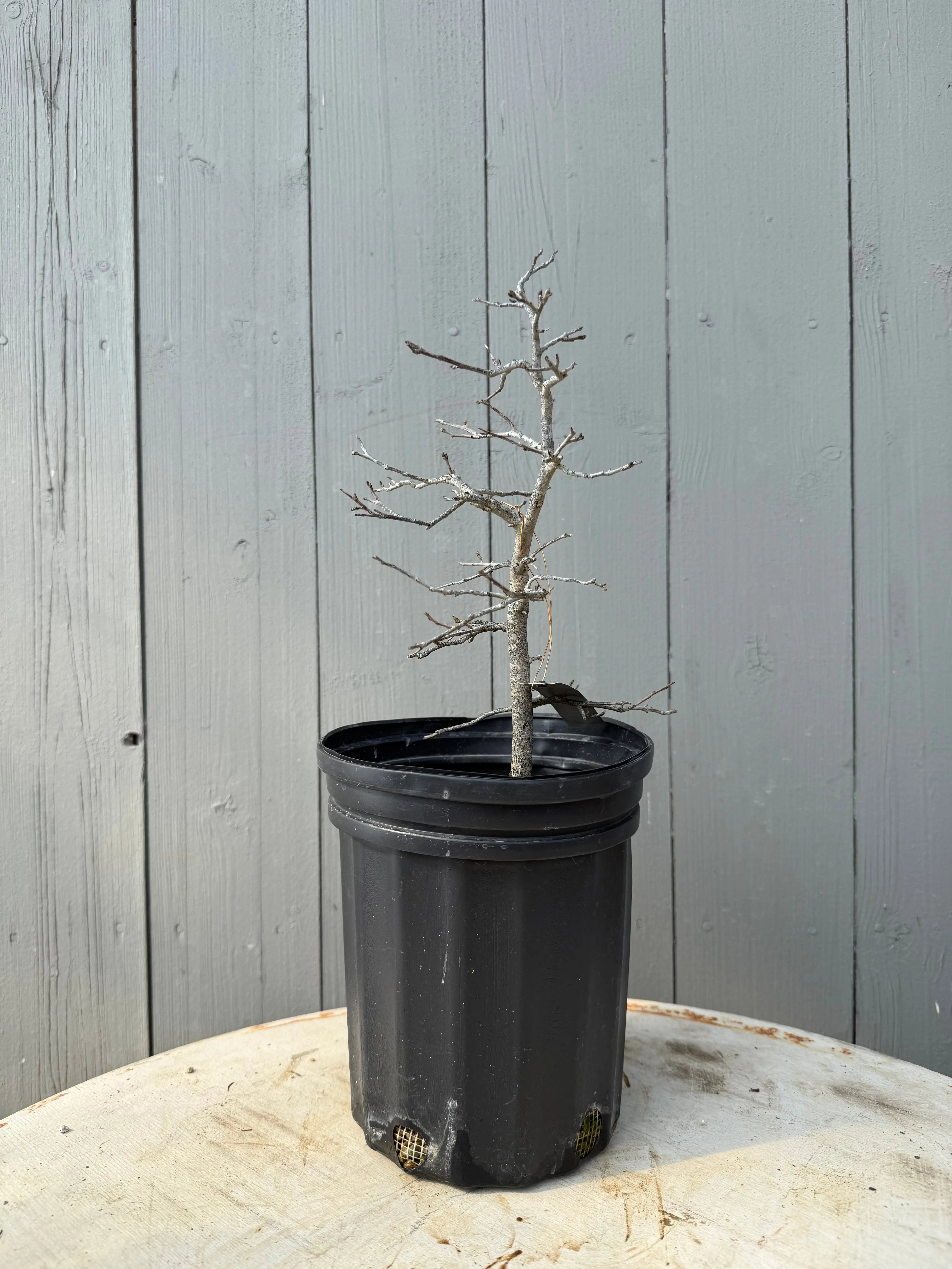 Diospyros rhombifolia ‘Akakarasu’ Canada Bonsai