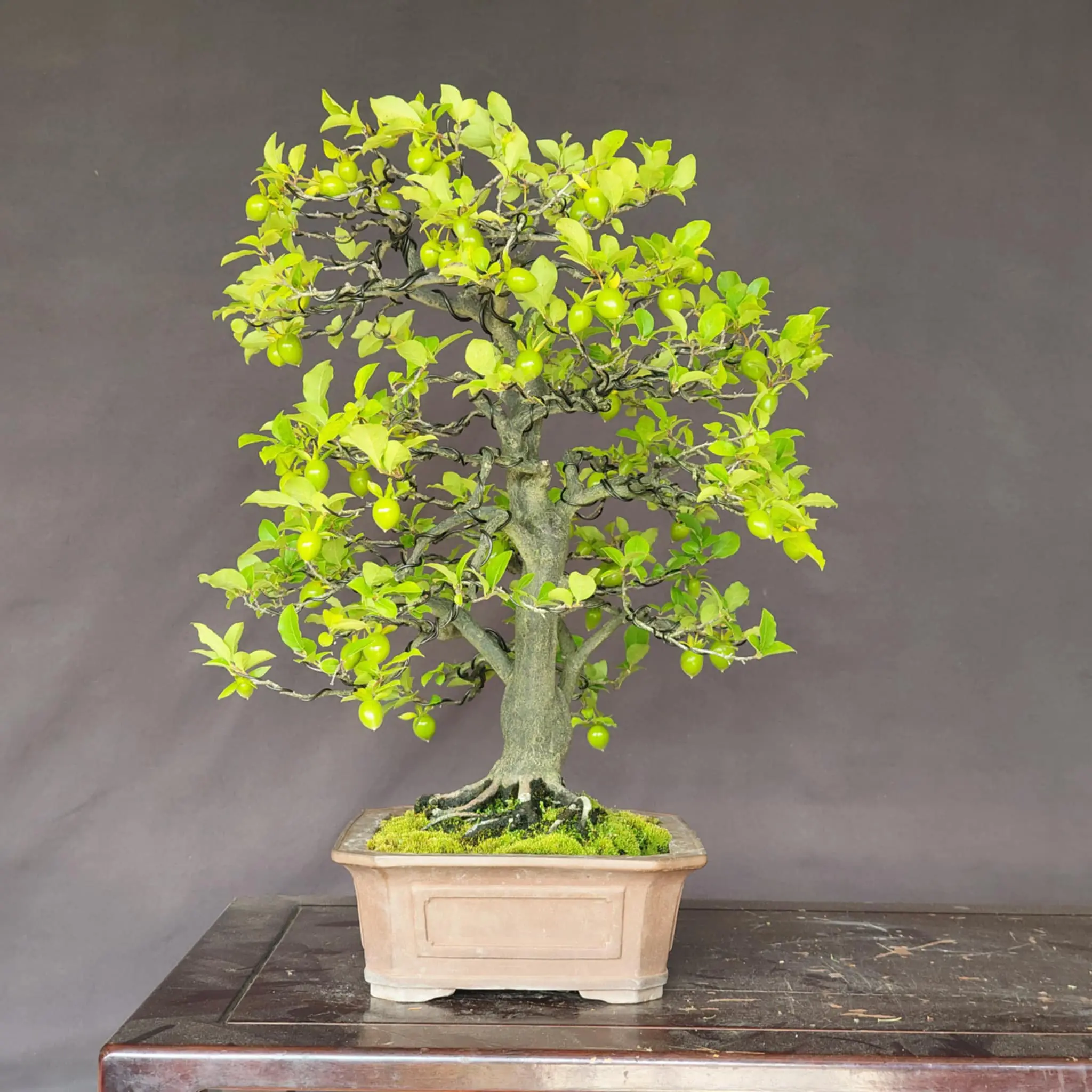Diospyros rhombifolia 'Miyako Beni' Canada Bonsai