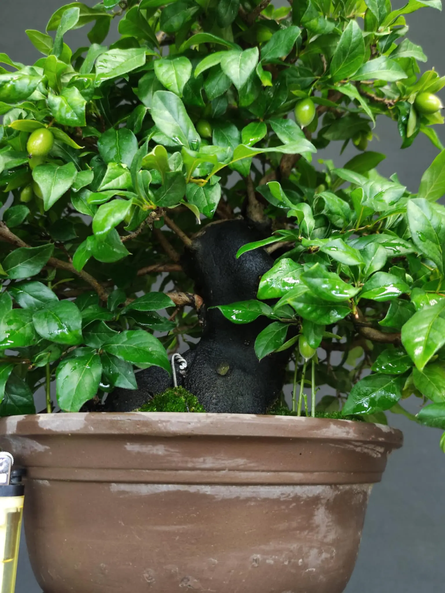 Diospyros rhombifolia Canada Bonsai