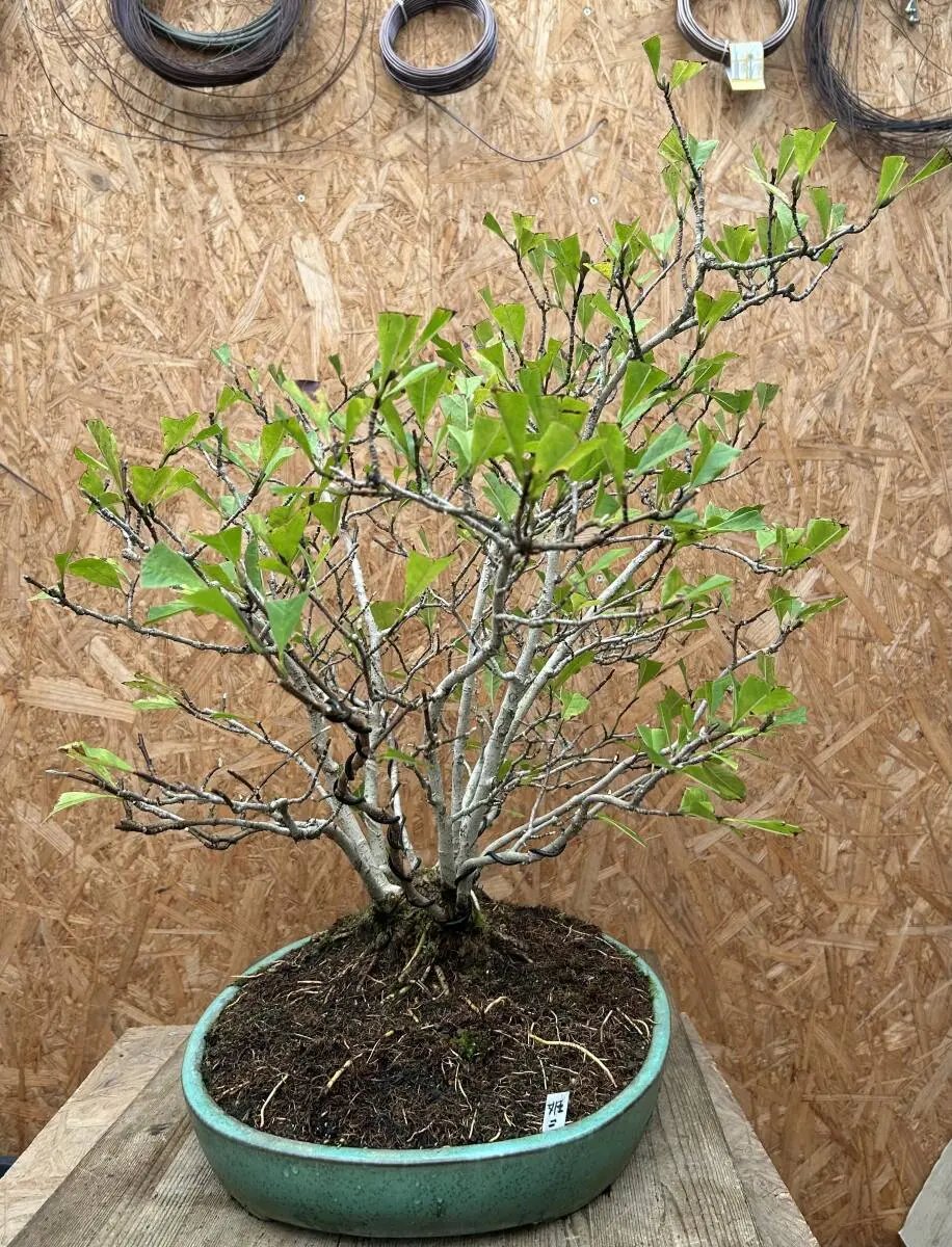Magnolia kobus (dwarf) Canada Bonsai