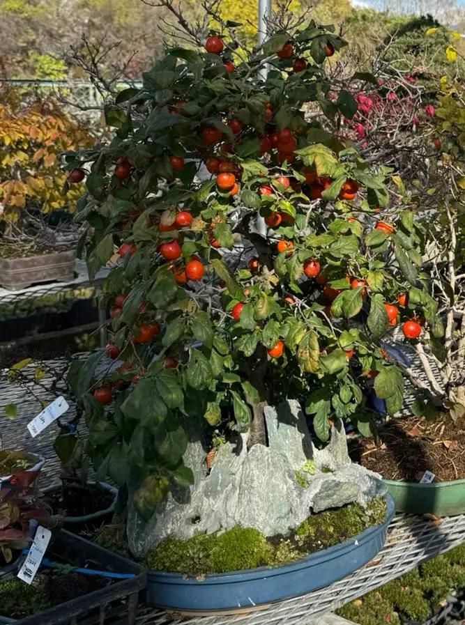 Diospyros rhombifolia Canada Bonsai