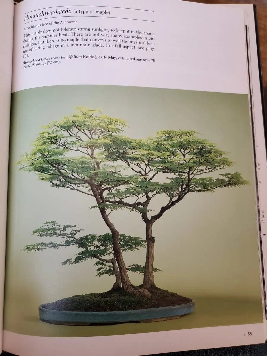 Acer tenuifolium 'Kohauchiwa' Canada Bonsai