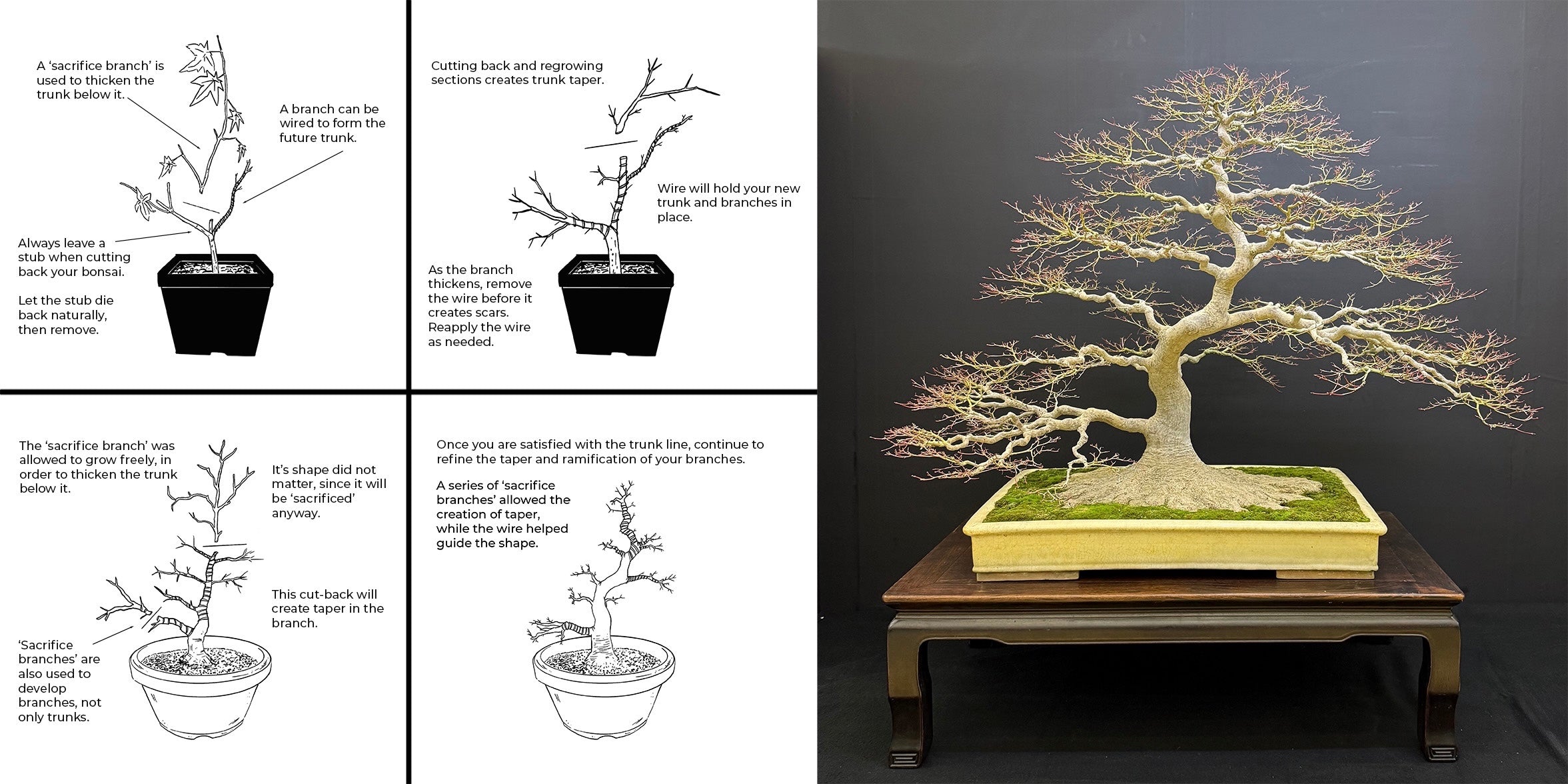 Trident Maple