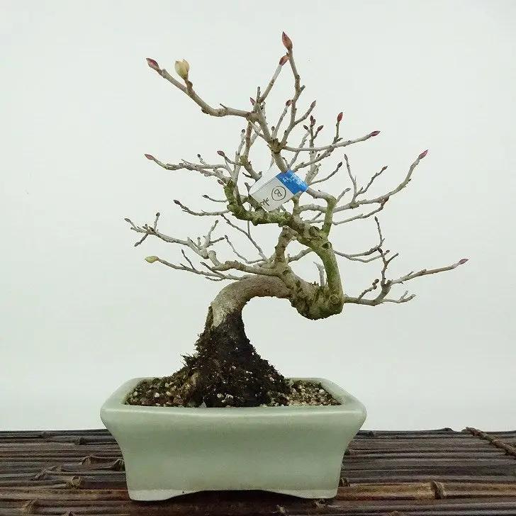 Corylopsis spicata #2 Canada Bonsai