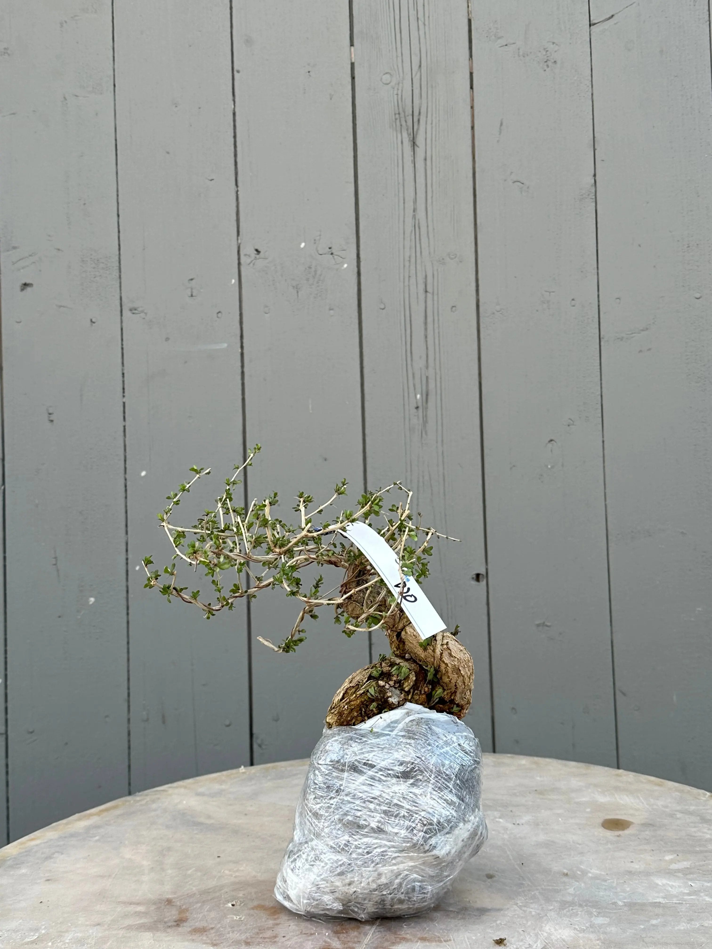 Lycium #5 Canada Bonsai