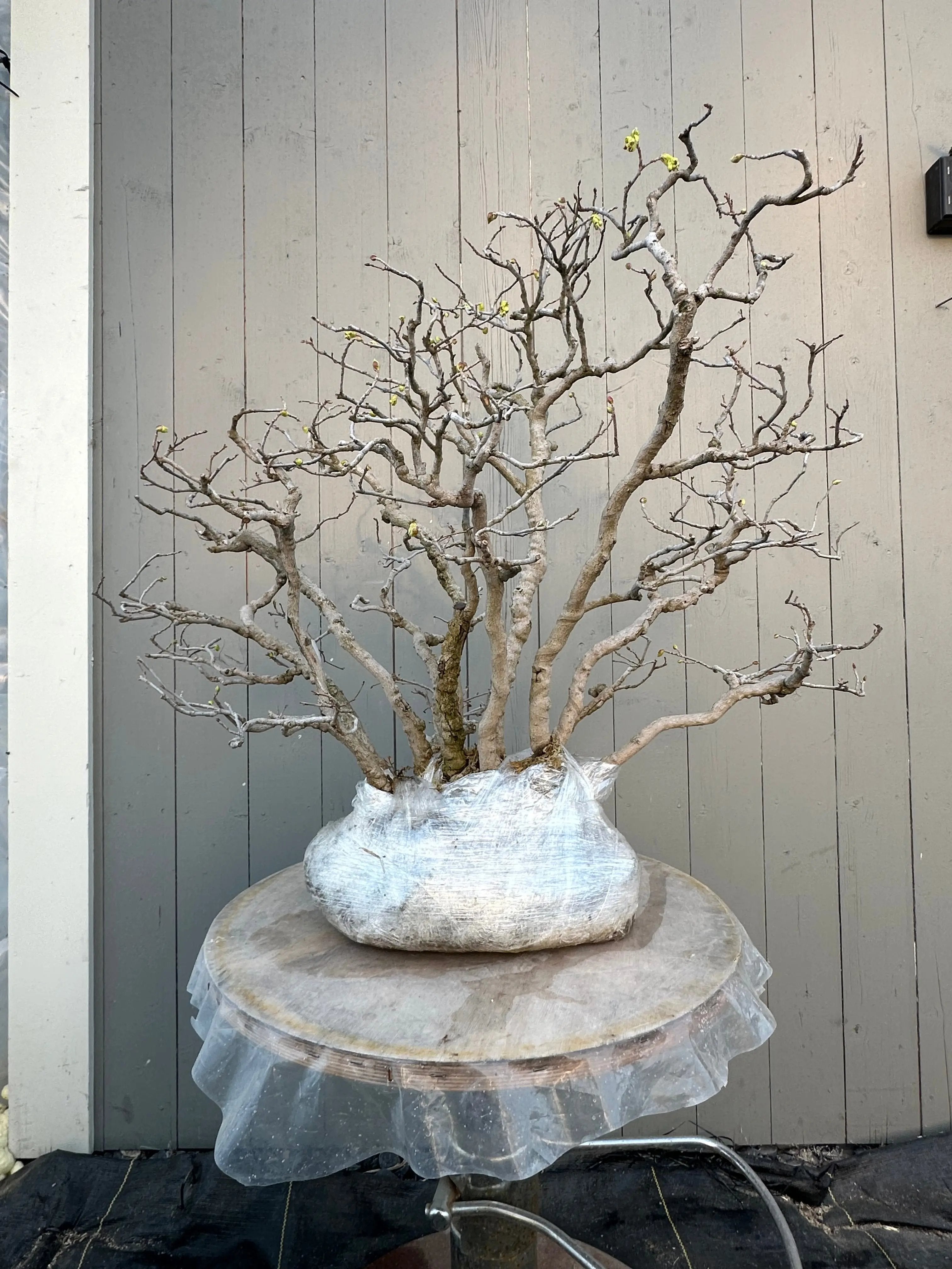 Corylopsis spicata Canada Bonsai