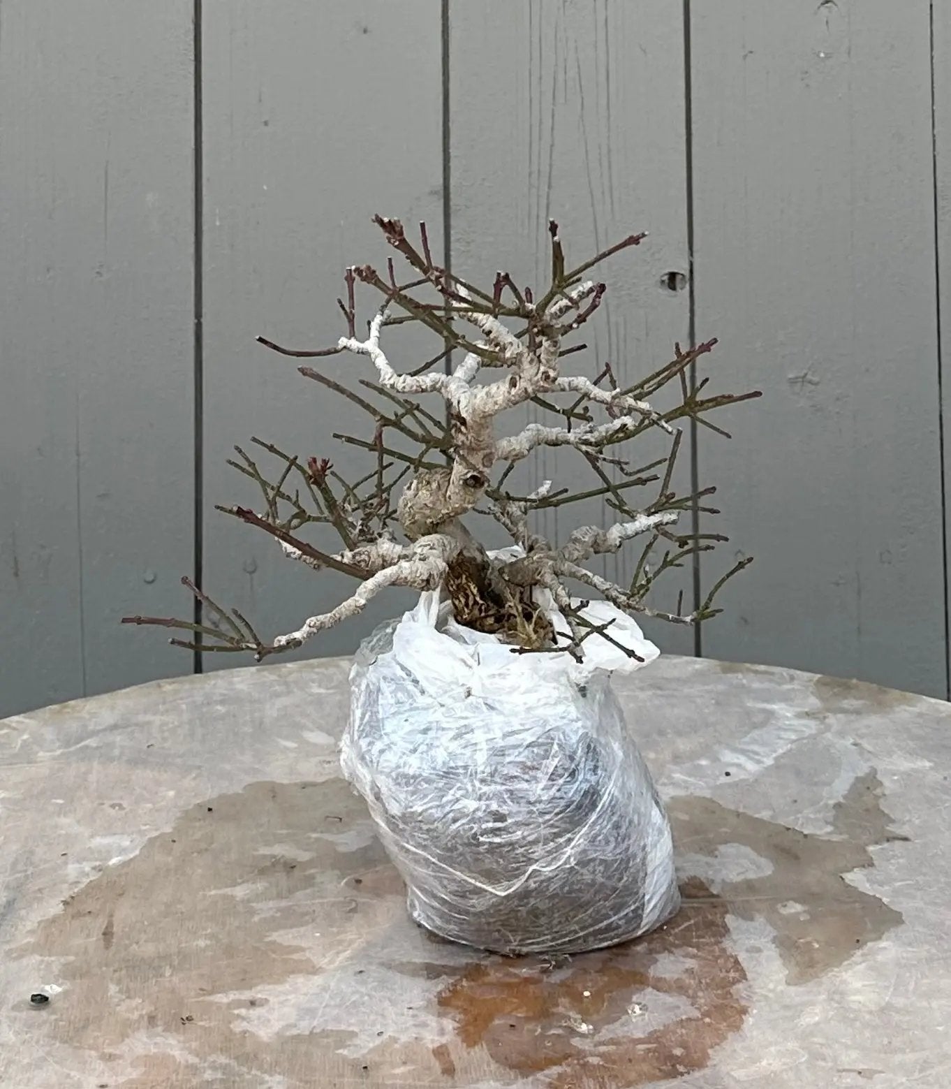 Euonymus #5 Canada Bonsai