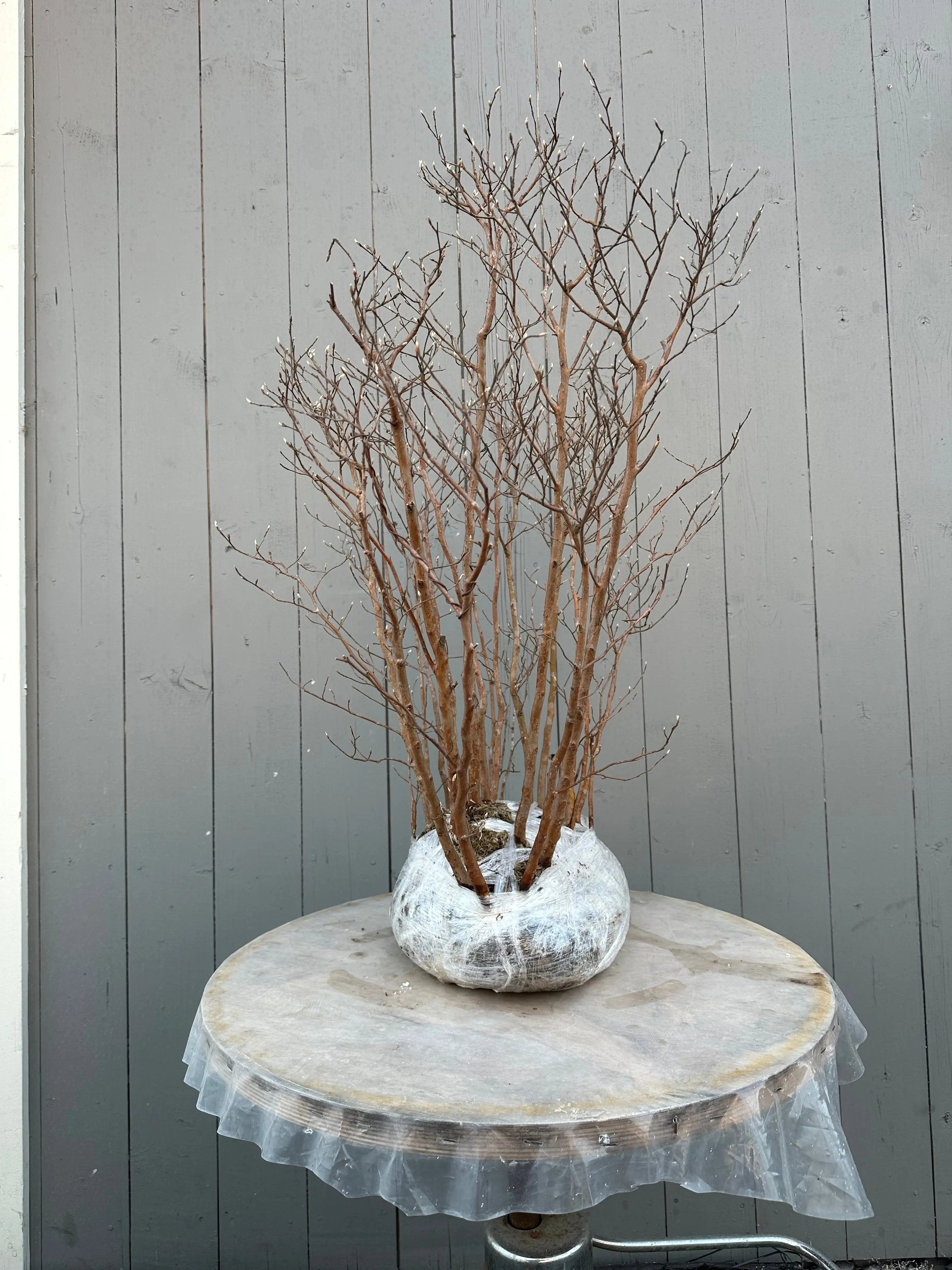 Stewartia #8 Canada Bonsai
