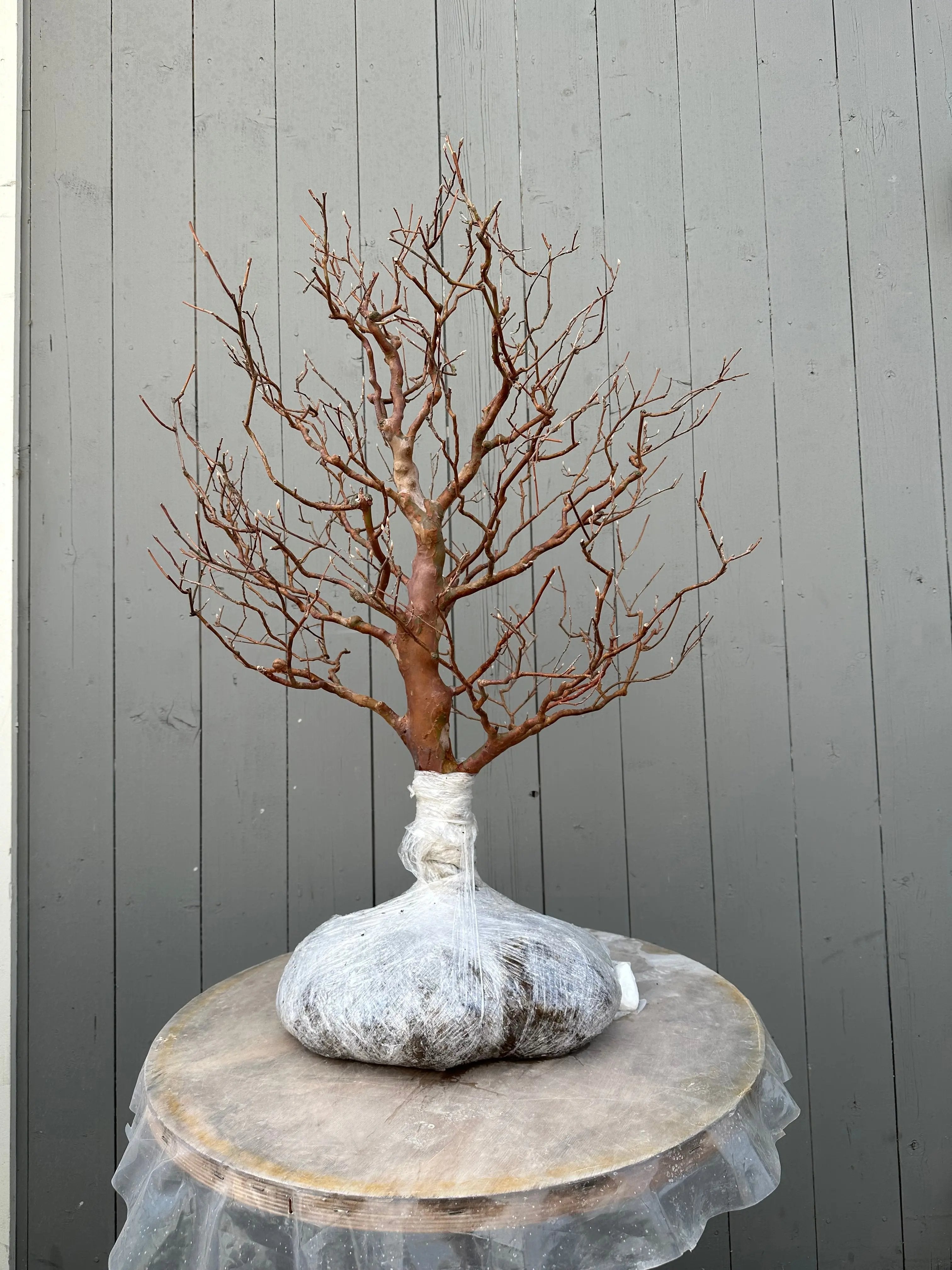 Stewartia #1 Canada Bonsai