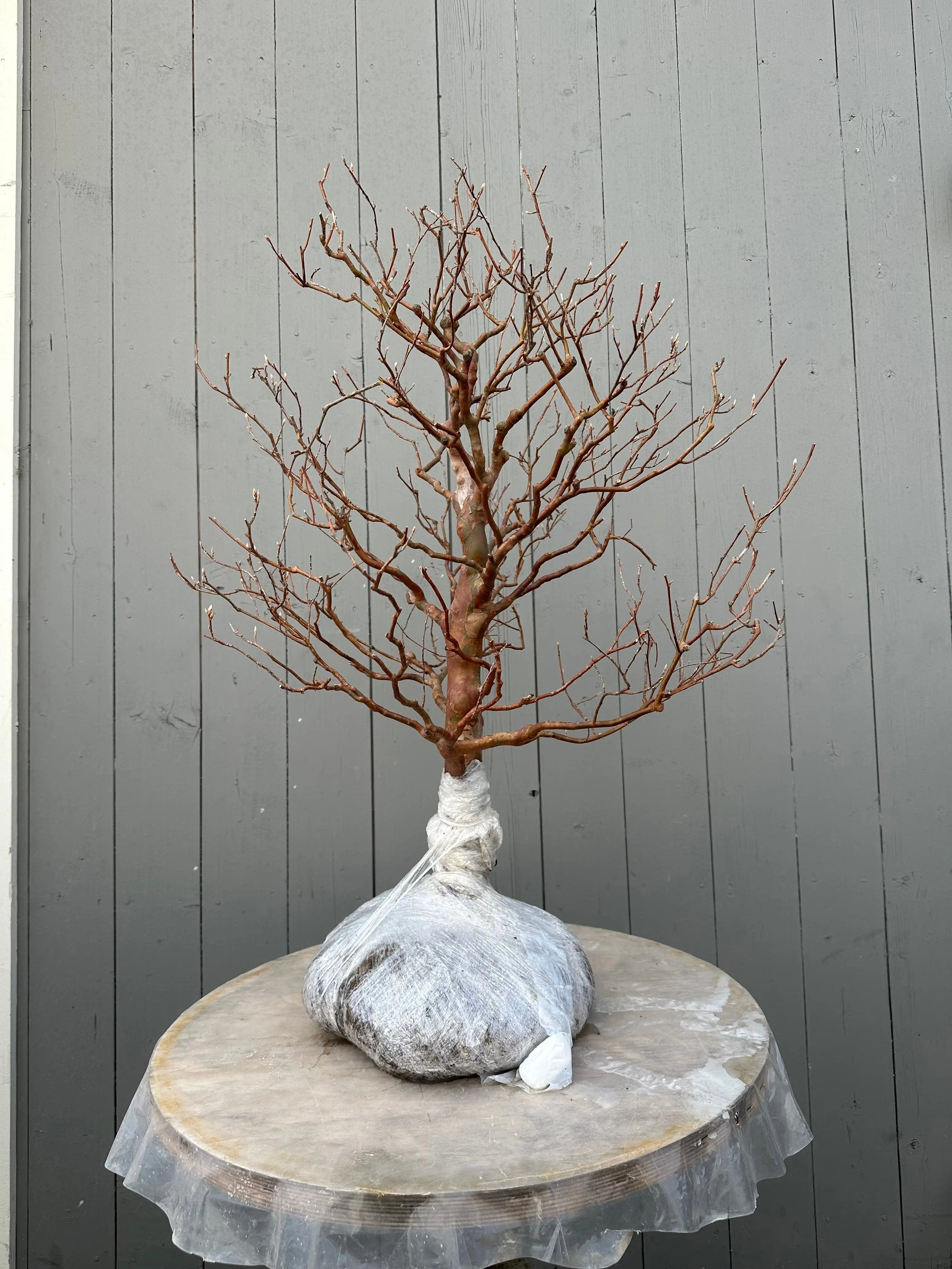 Stewartia #1 Canada Bonsai