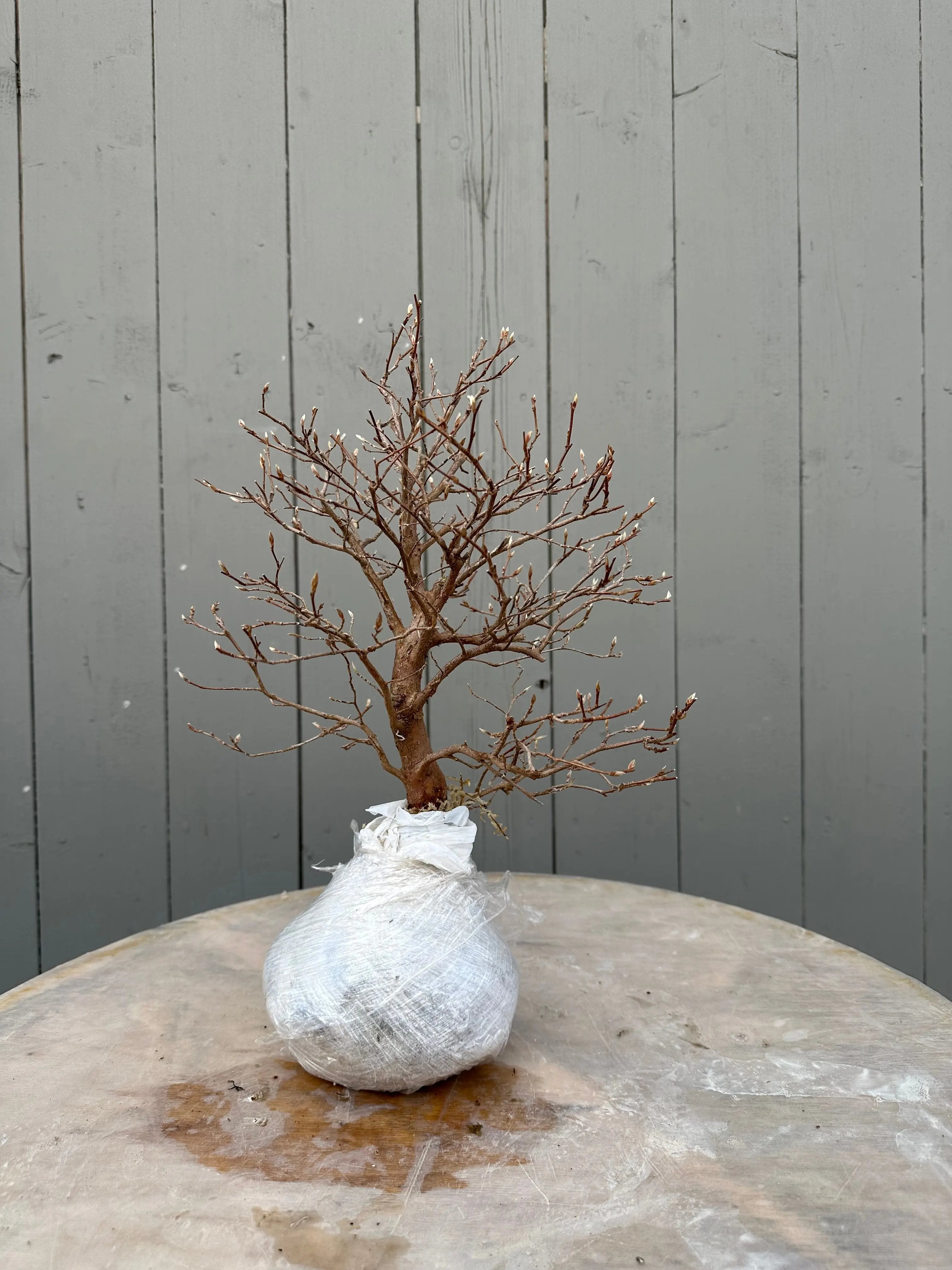 Stewartia #5 Canada Bonsai