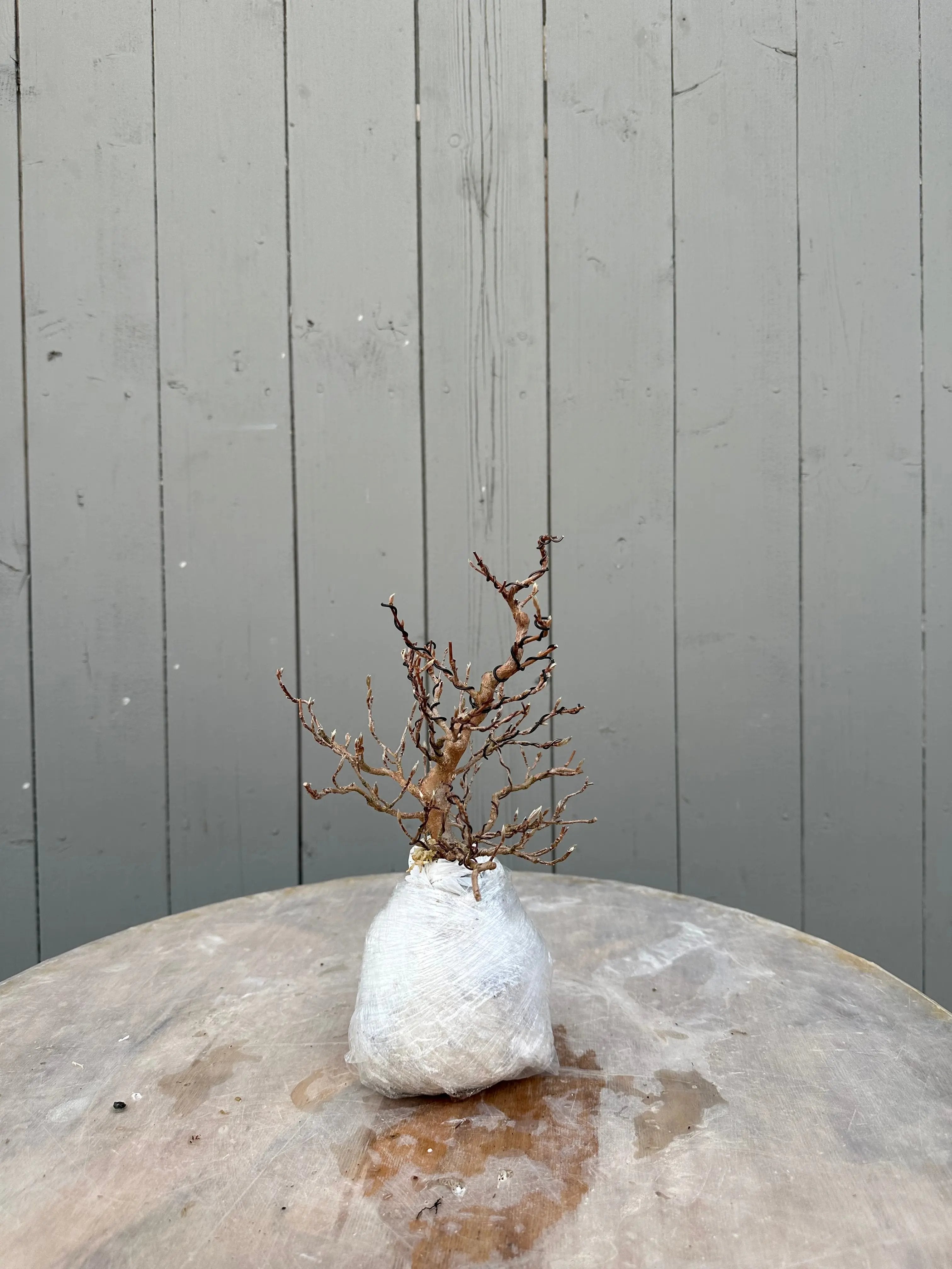 Stewartia #7 Canada Bonsai