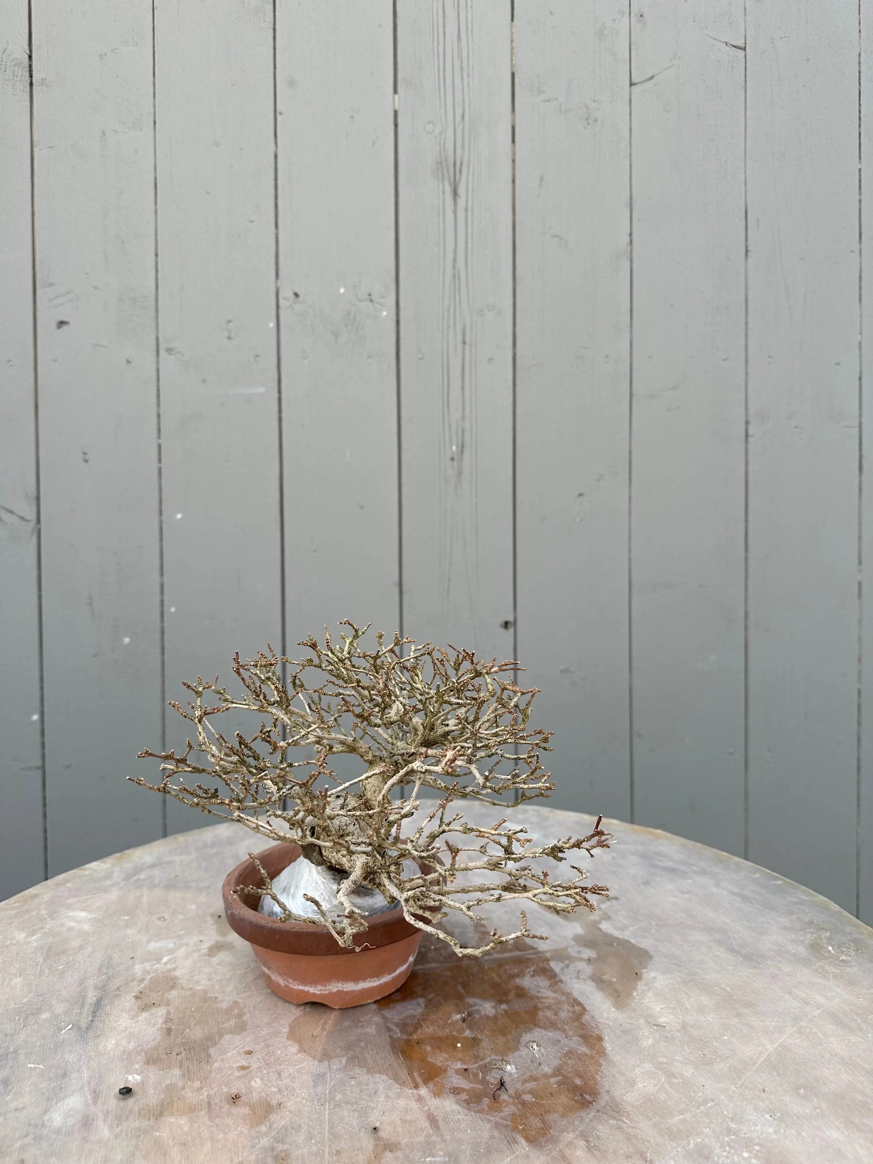 Premna japonica Canada Bonsai