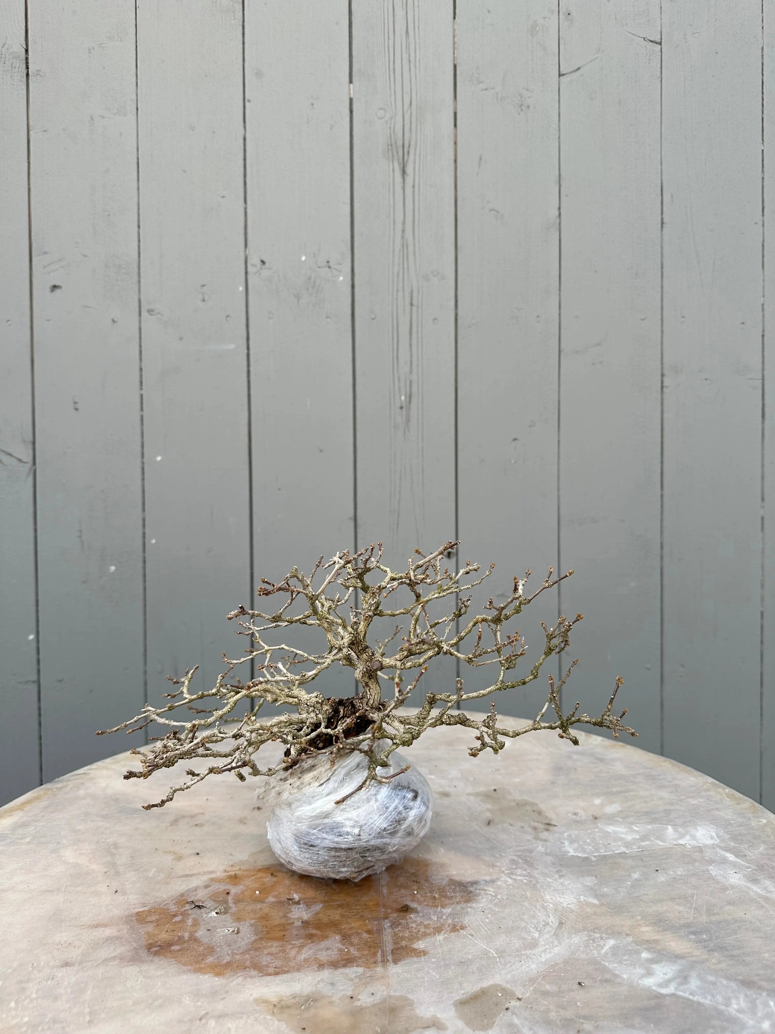 Premna japonica #2 Canada Bonsai