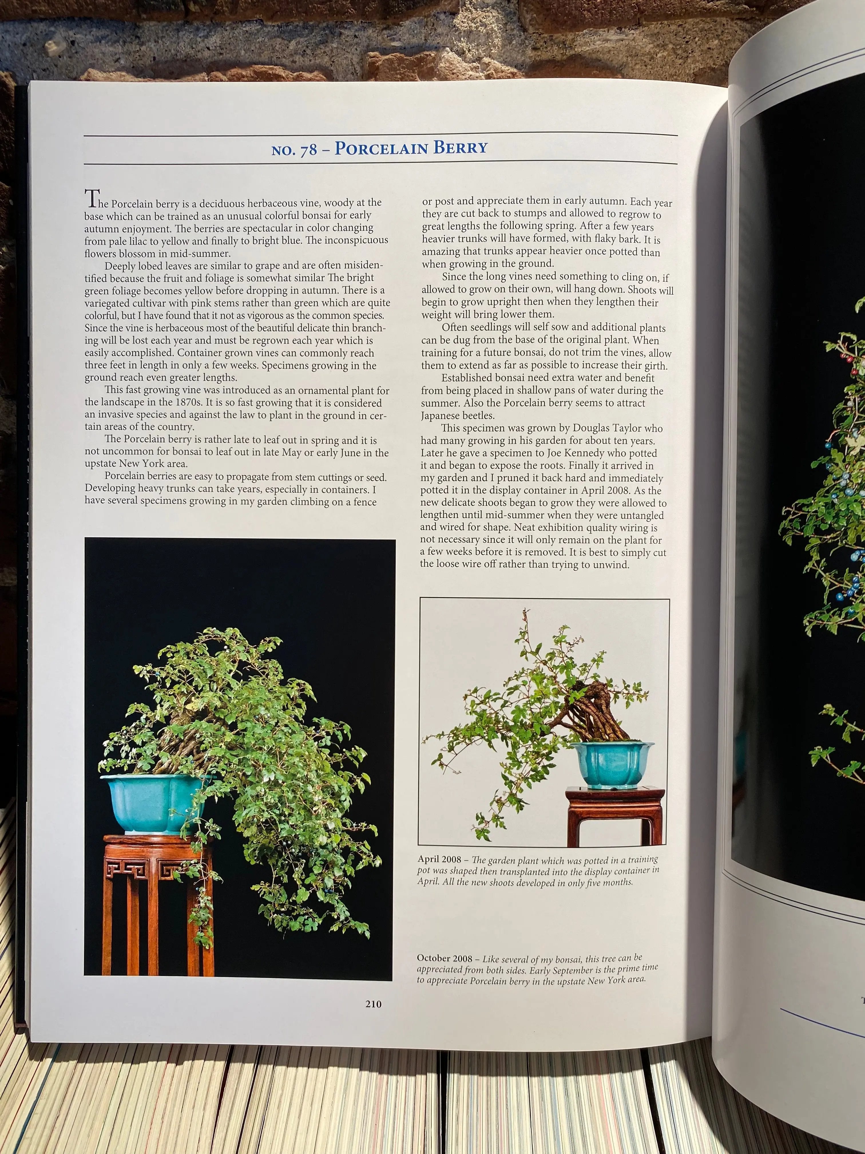 Classical Bonsai Art (unsigned) CB Books