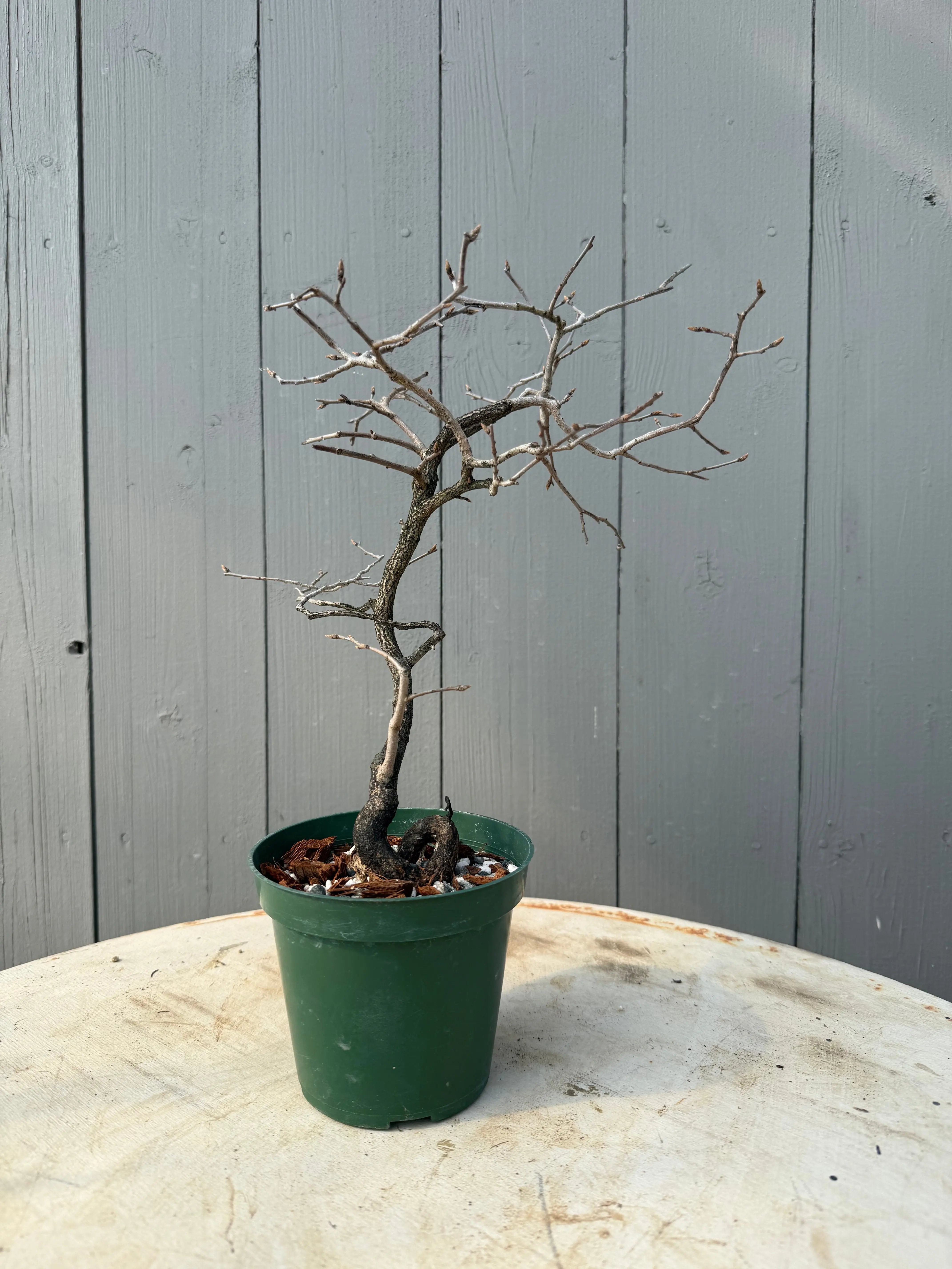 Diospyros rhombifolia Canada Bonsai