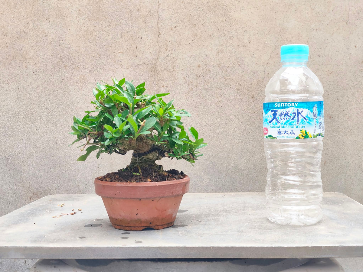 Gardenia