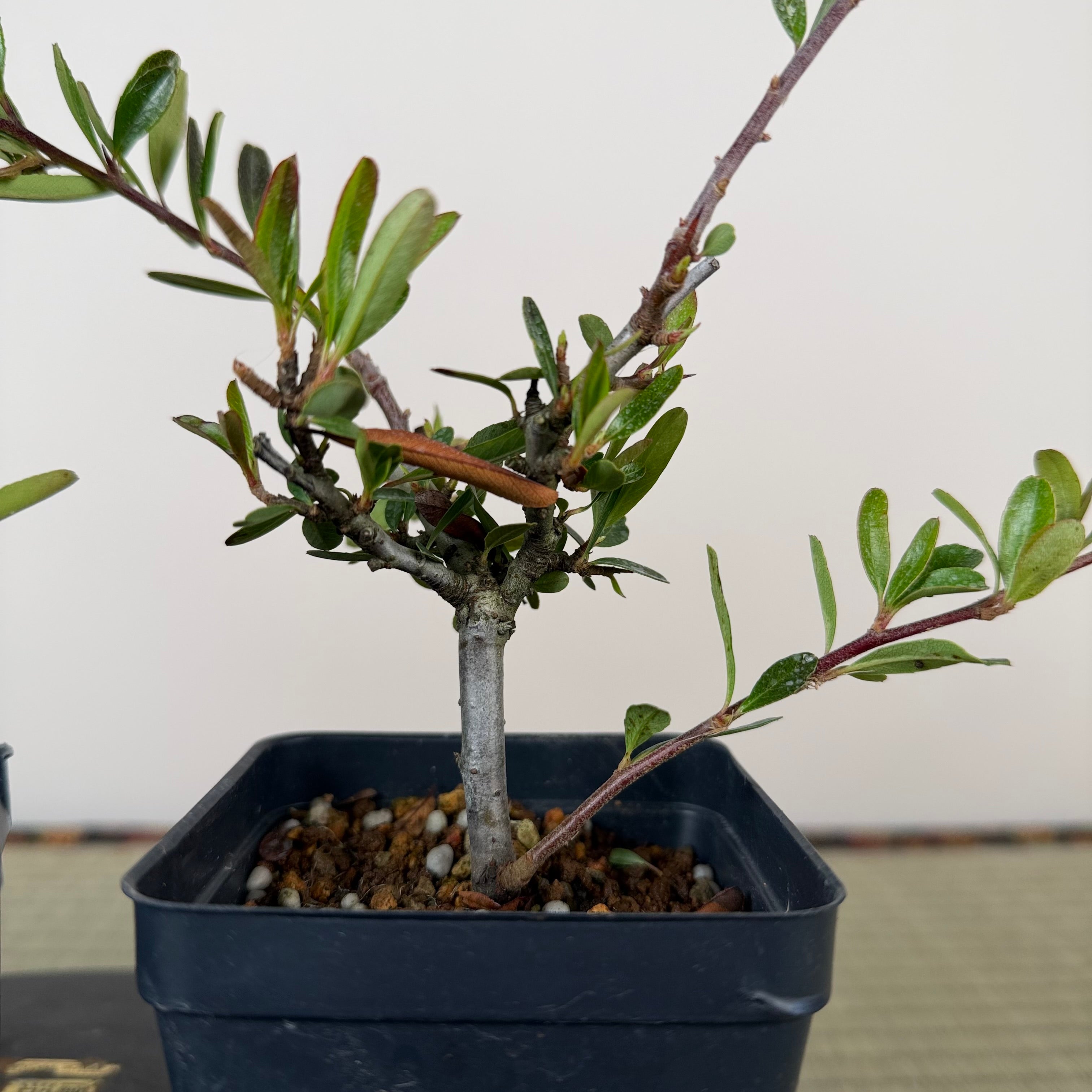 Pyracantha angustifolia (orange)