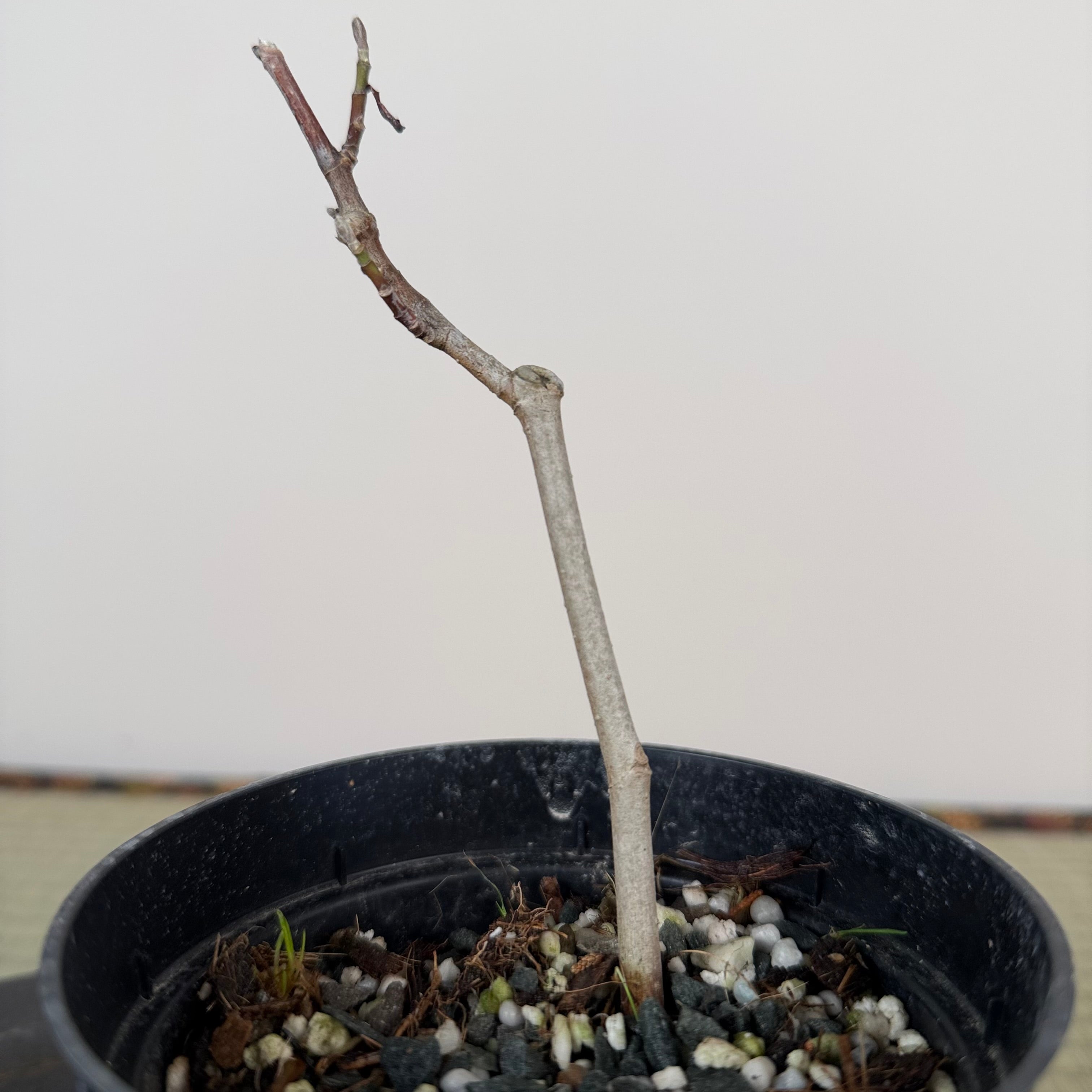 Magnolia kobus (dwarf, white flower)