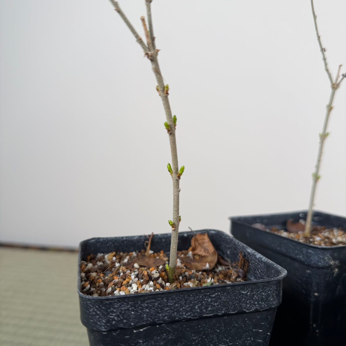 Ligustrum (Cuttings)