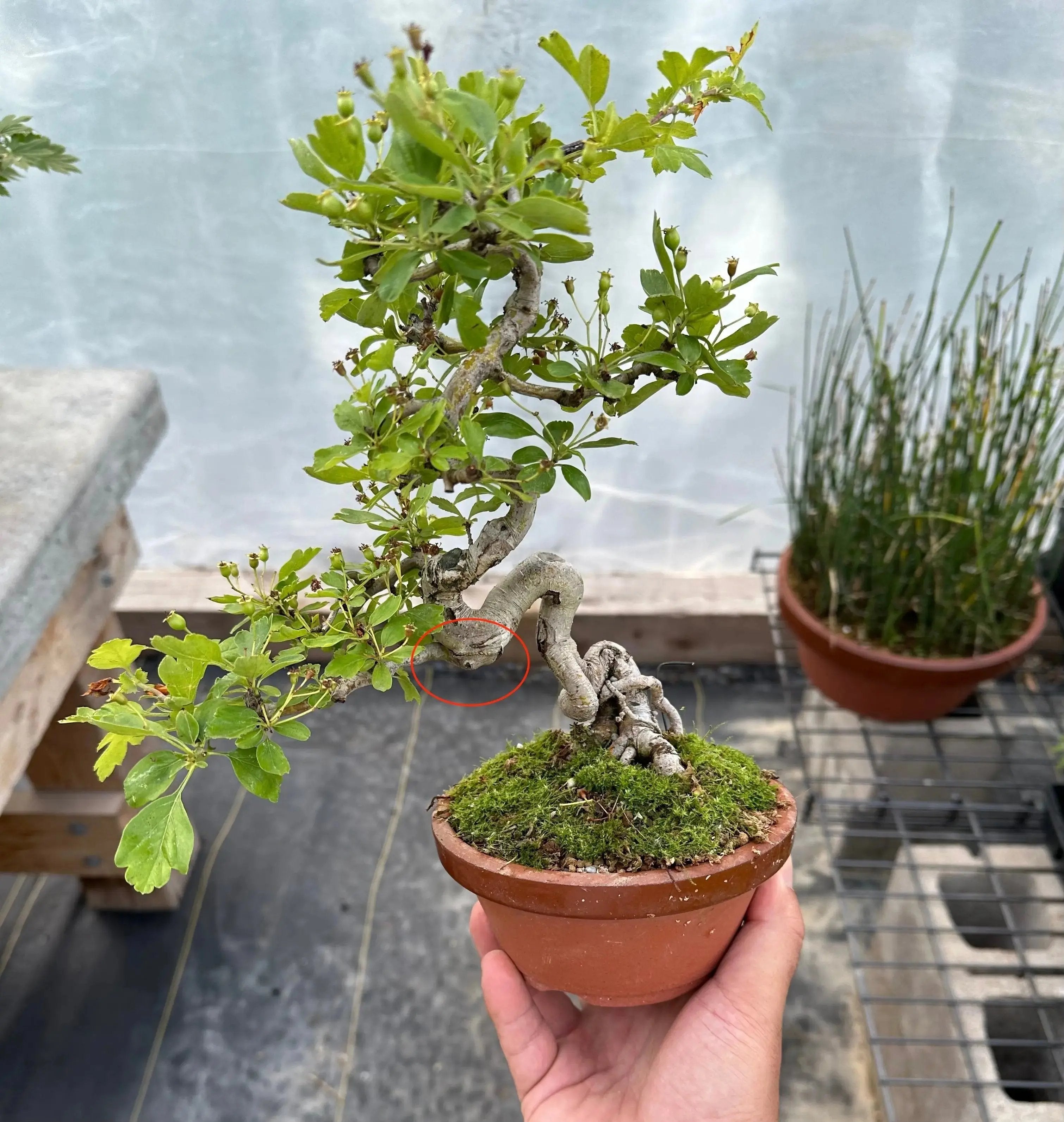 Crataegus cuneata 'Matsudaira' Canada Bonsai