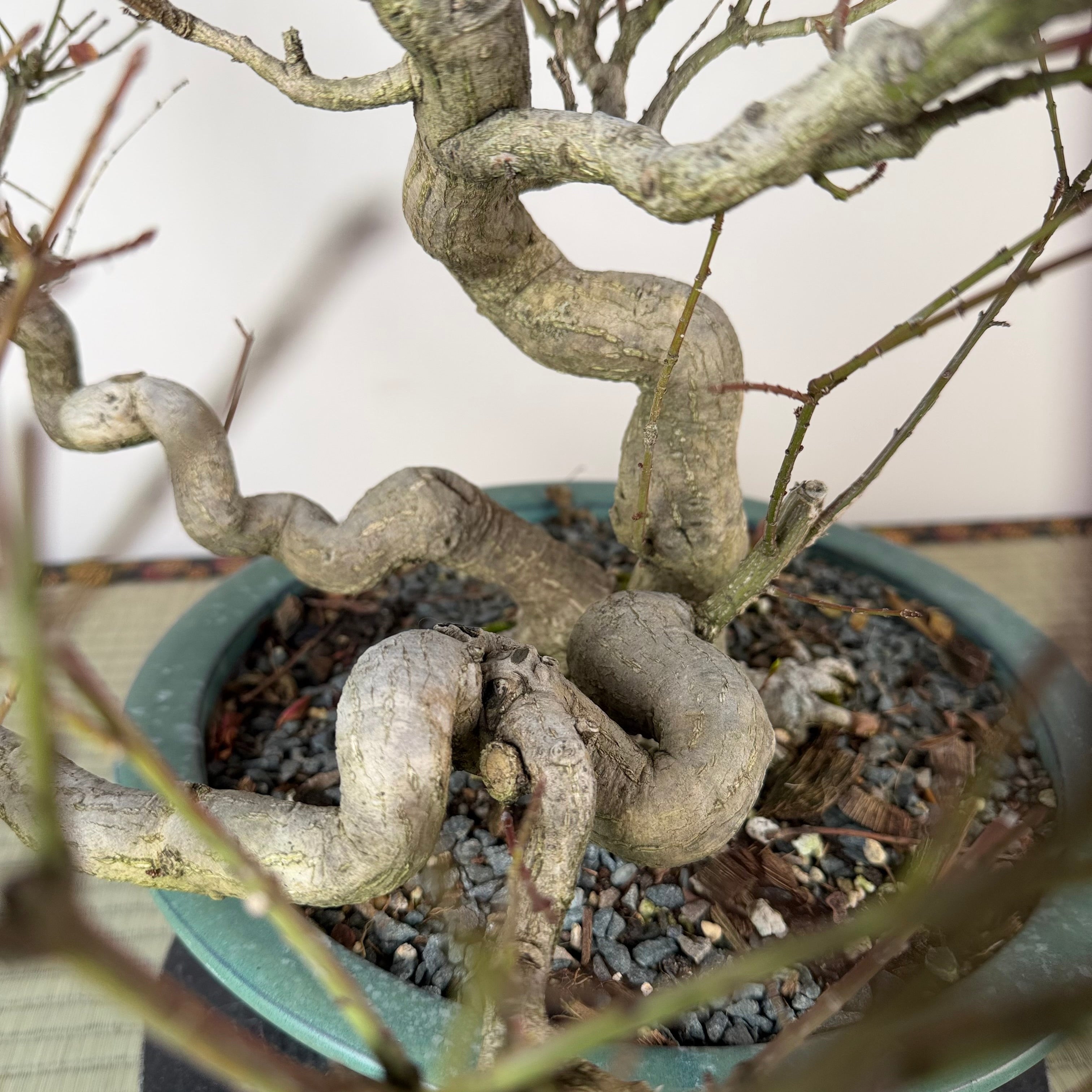 Euonymus