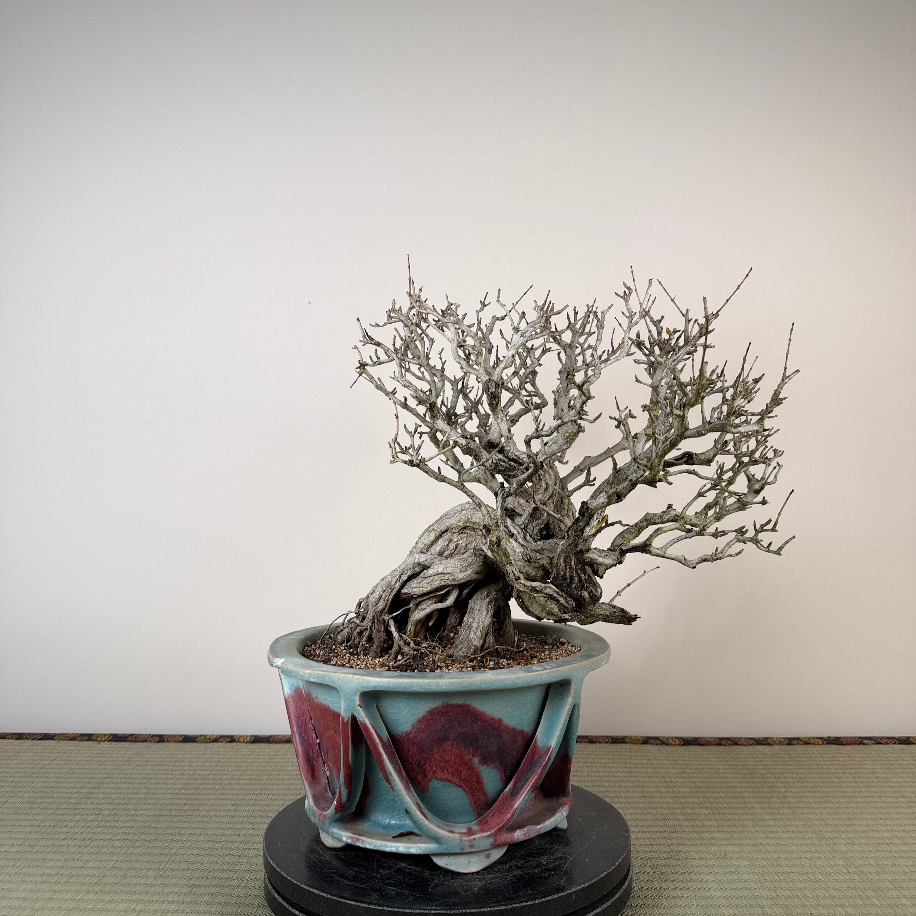 Punica granatum 25th Anniversary Gafu-ten