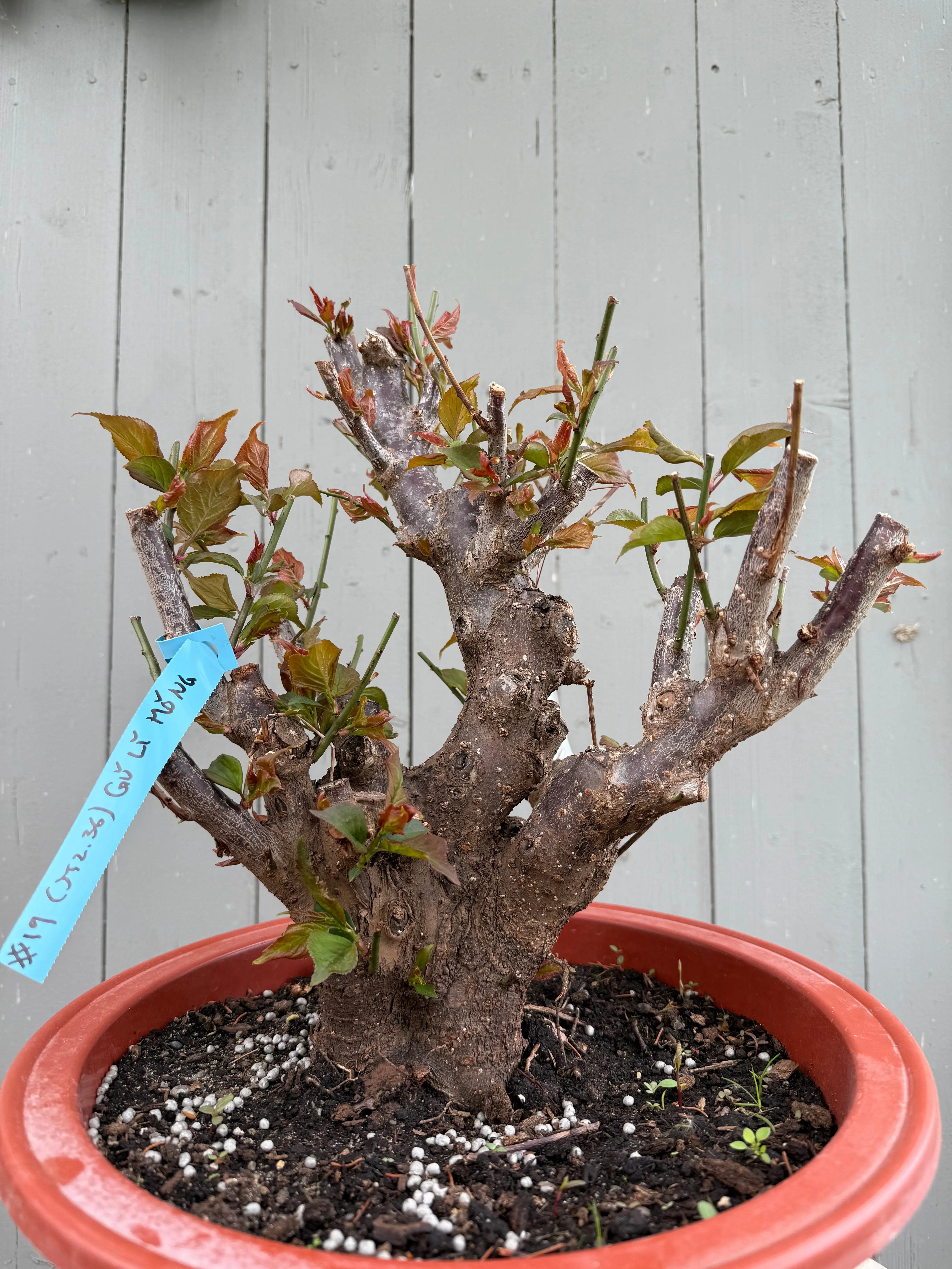 Prunus mume 'Gǔ lǐ hóng' Canada Bonsai